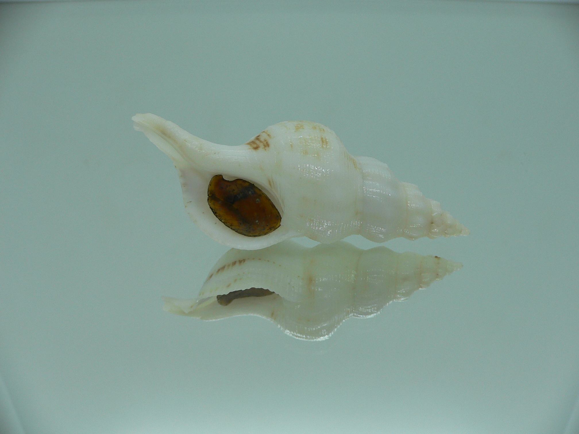 Siphonofusus lubricus LIGHT