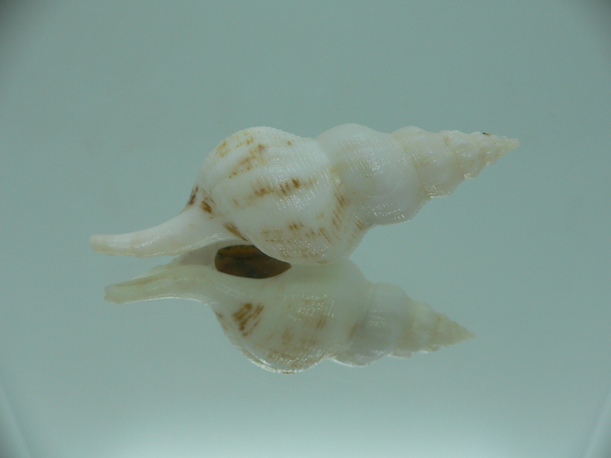 Siphonofusus lubricus LIGHT