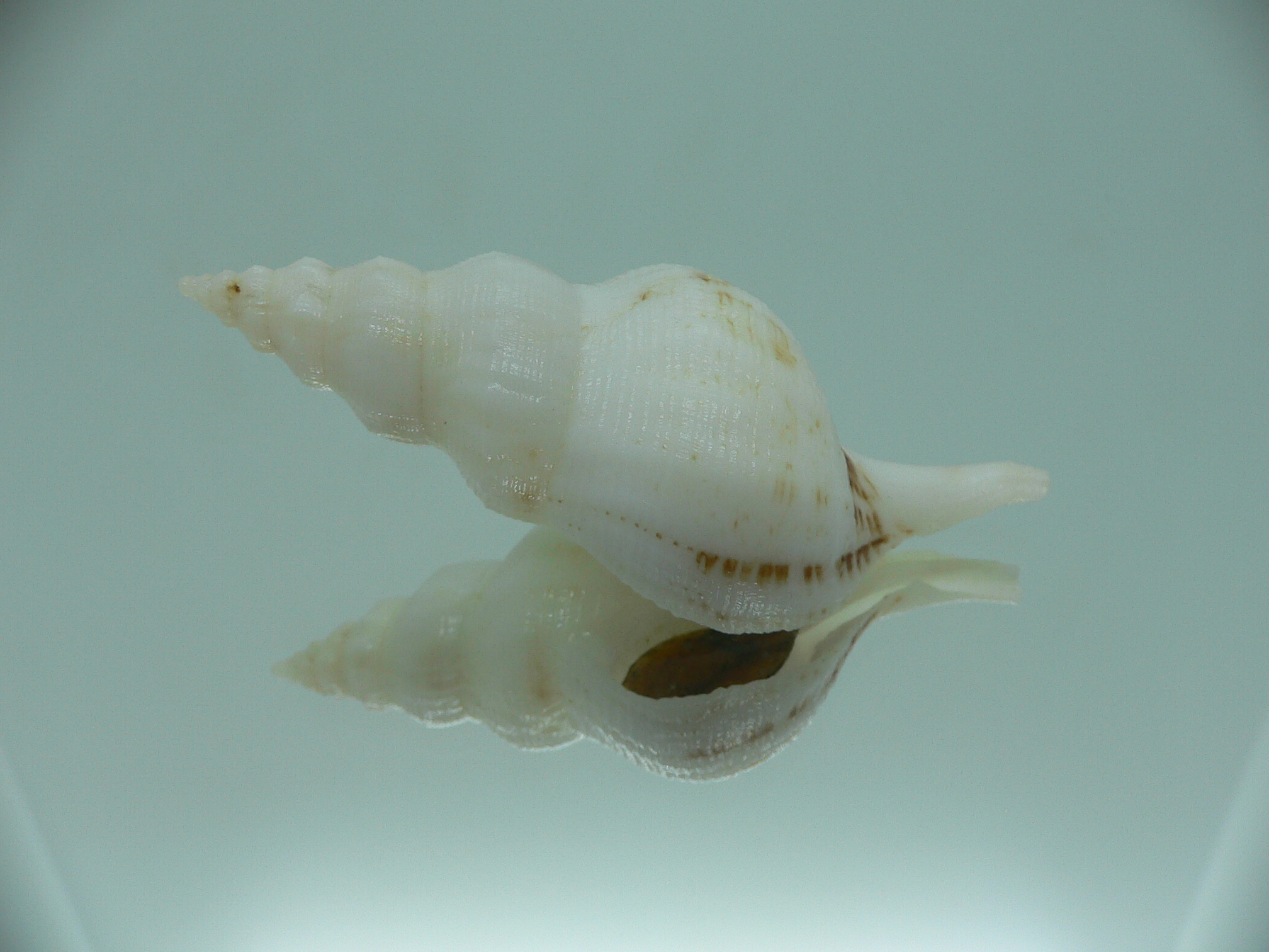 Siphonofusus lubricus LIGHT