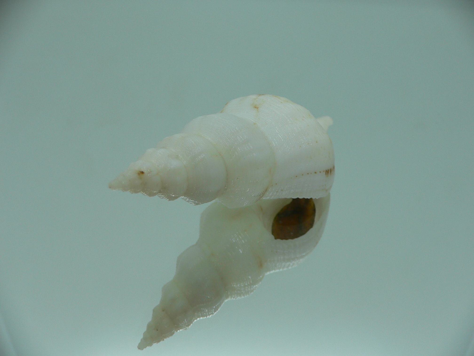 Siphonofusus lubricus LIGHT