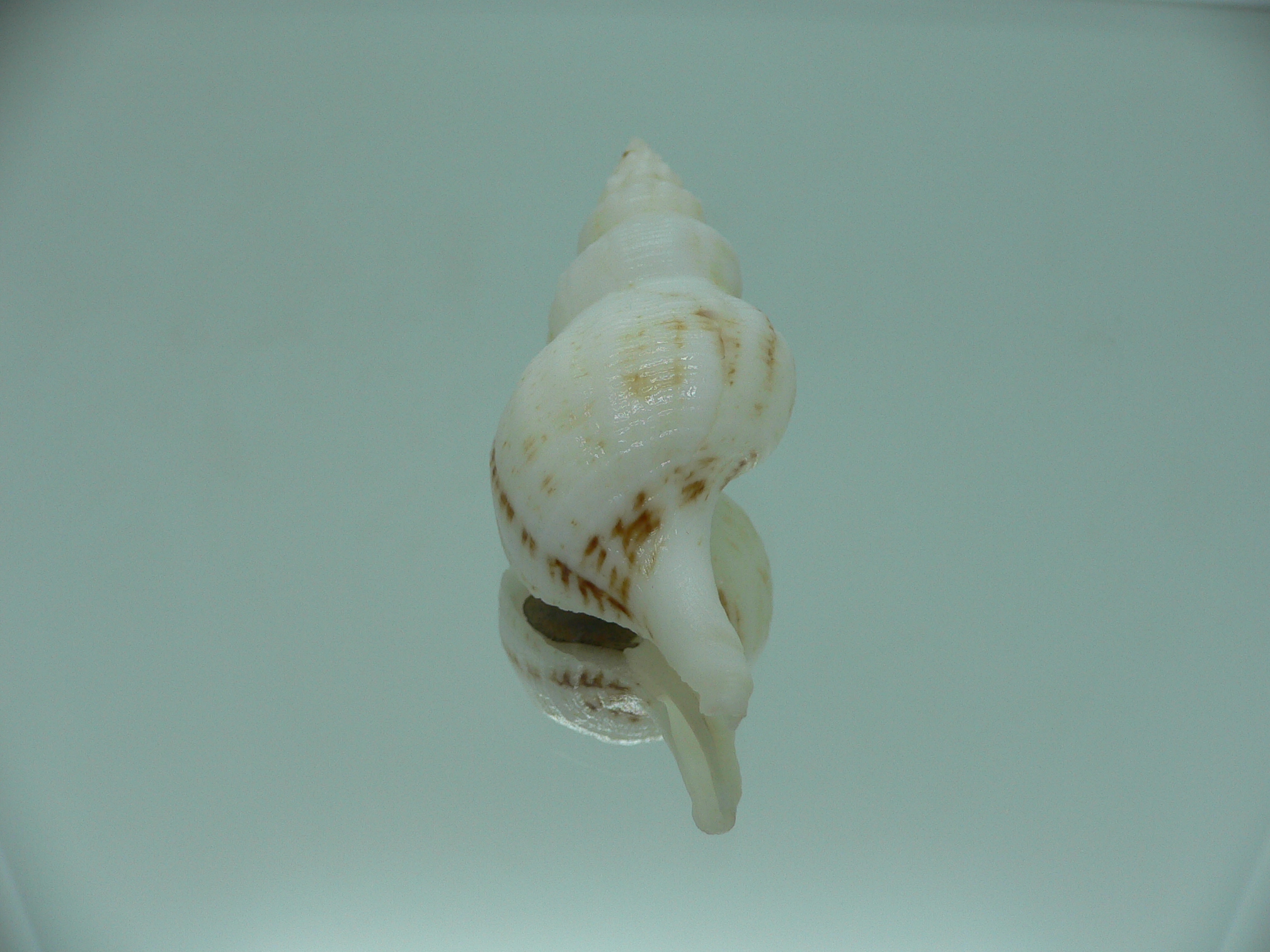 Siphonofusus lubricus LIGHT