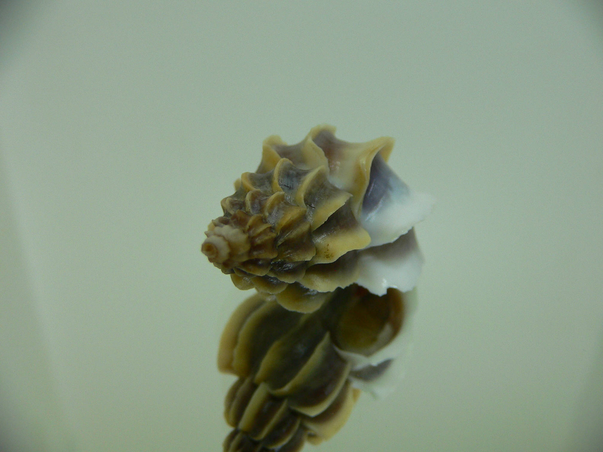 Boreotrophon candelabrum COLOR 1