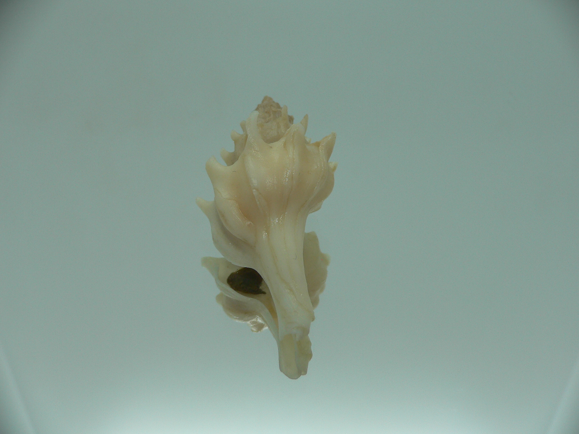 Pagodula fraseri  RARE & WIDE