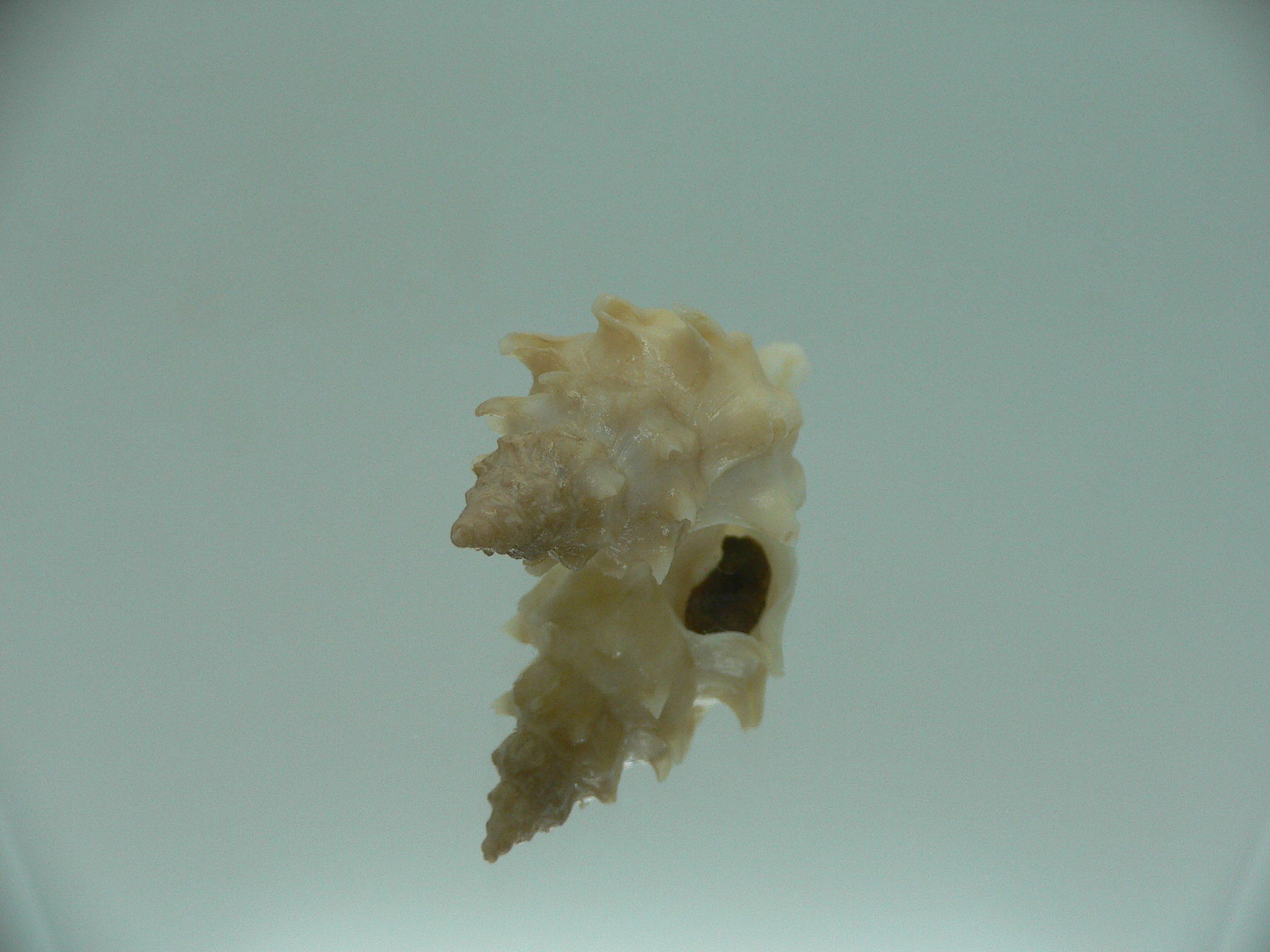 Pagodula fraseri  RARE & WIDE