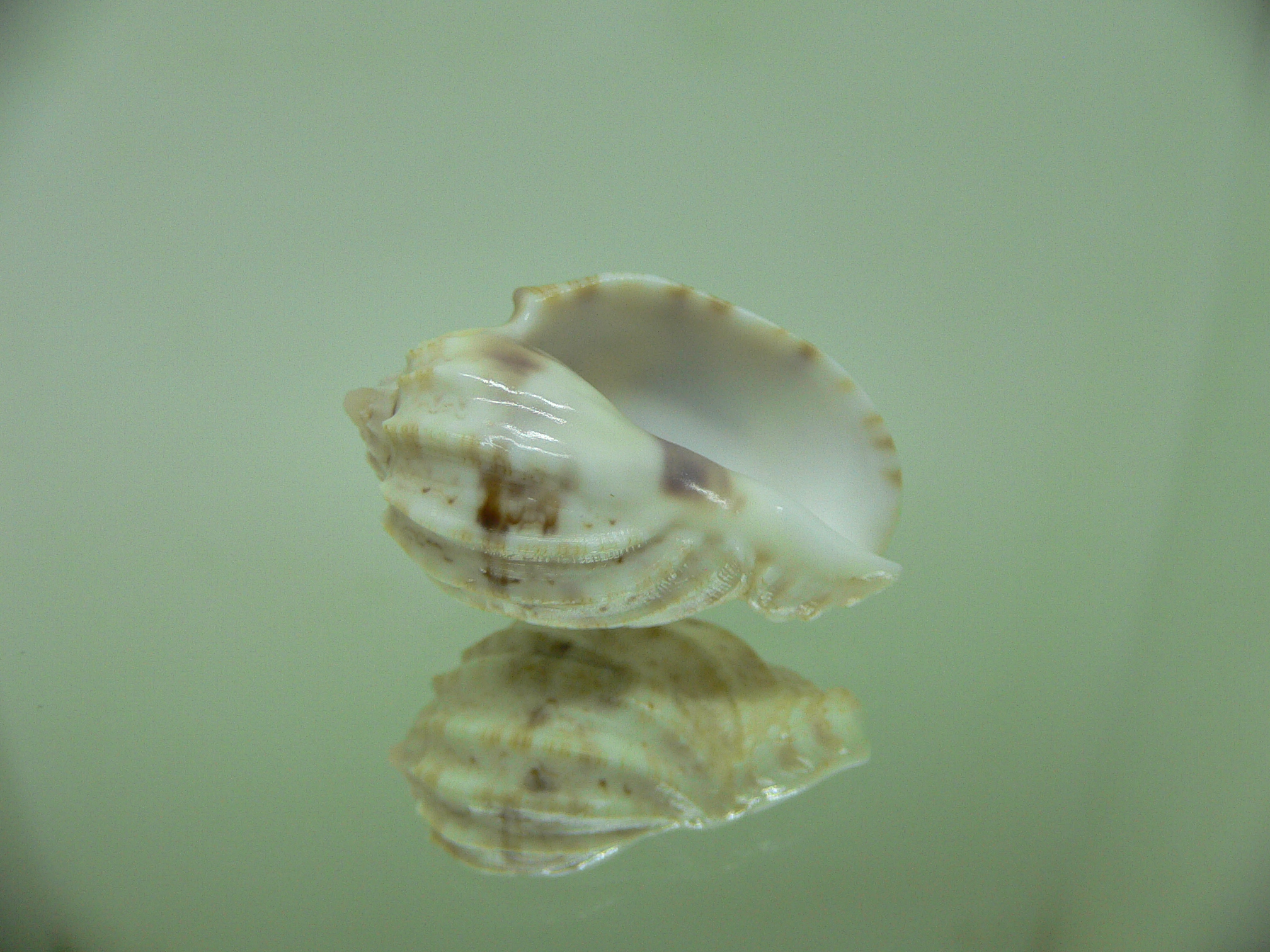 Harpa amouretta crassa (var.) ALBINO DWARF