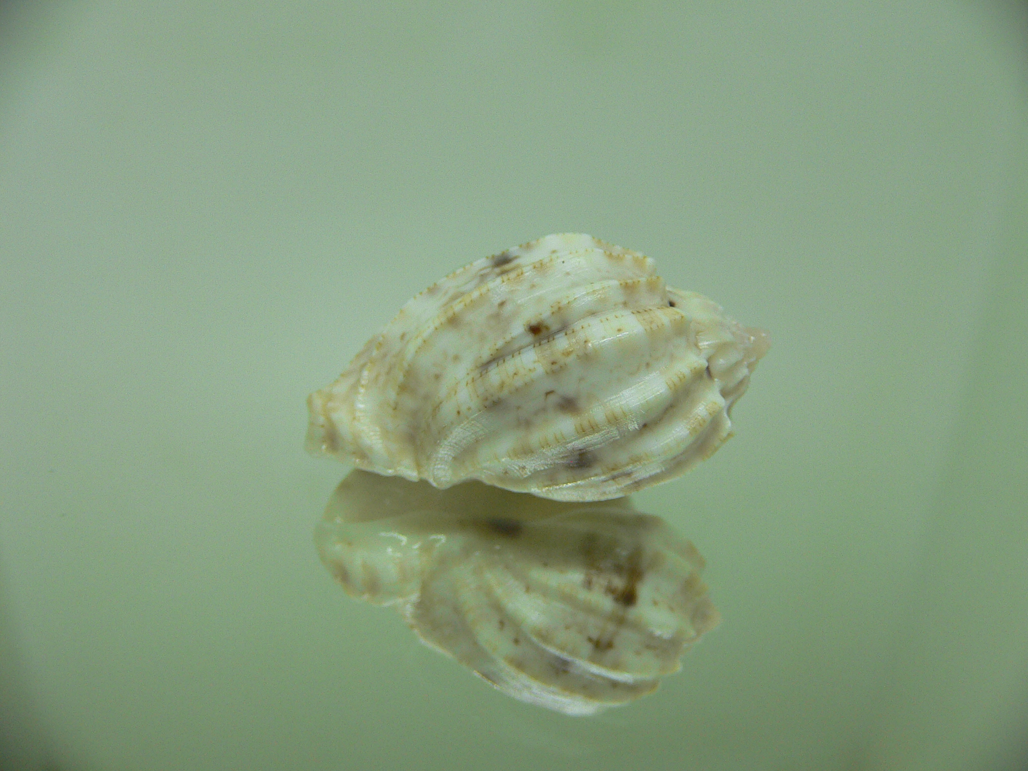 Harpa amouretta crassa (var.) ALBINO DWARF