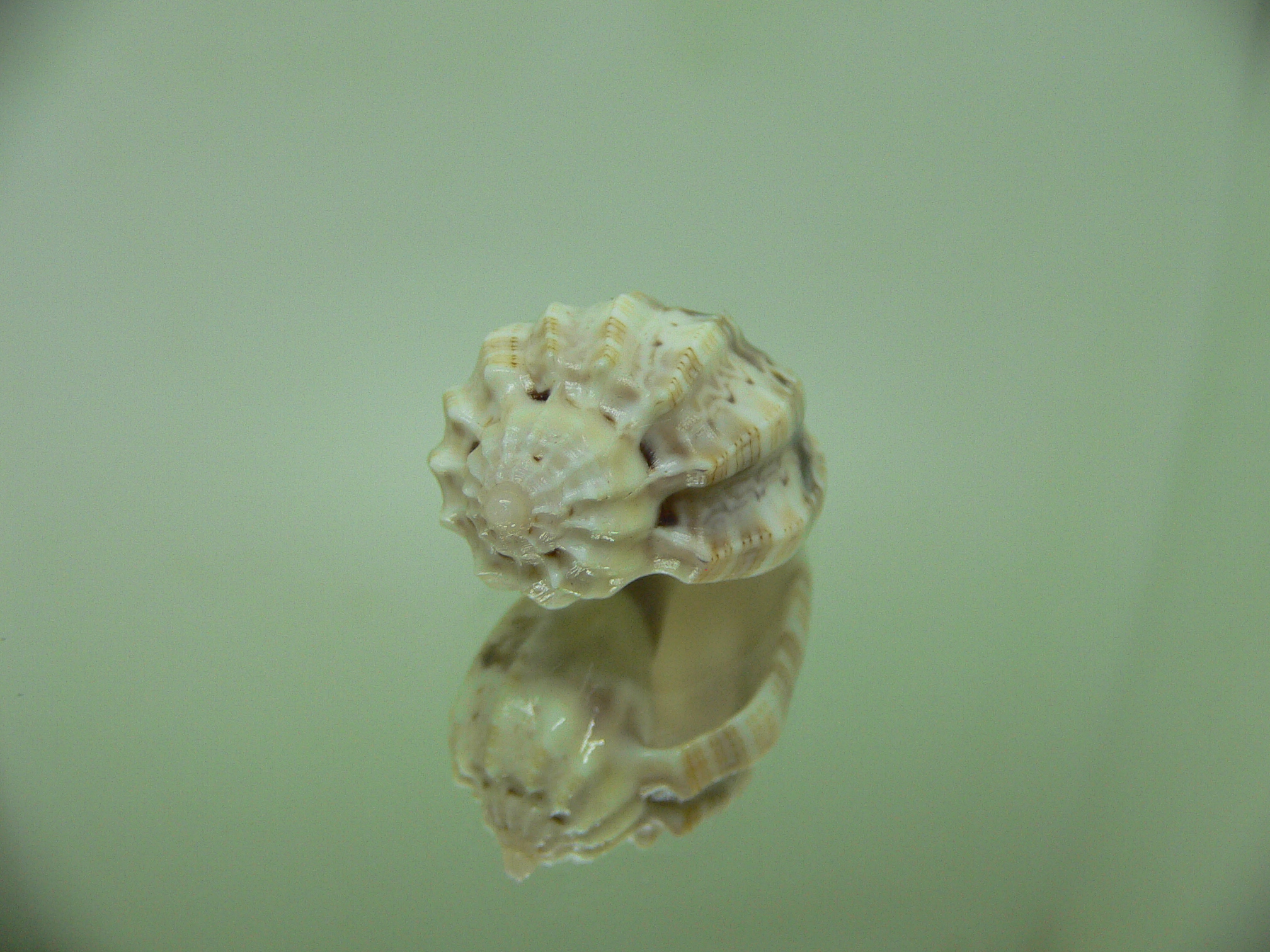 Harpa amouretta crassa (var.) ALBINO DWARF