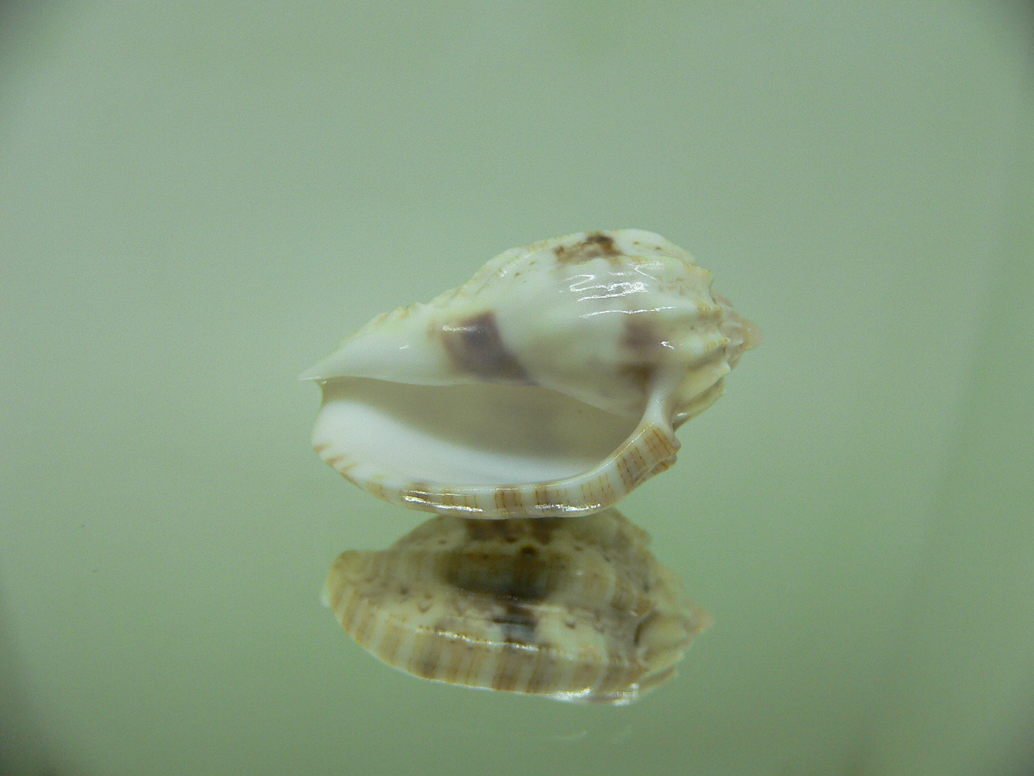 Harpa amouretta crassa (var.) ALBINO DWARF