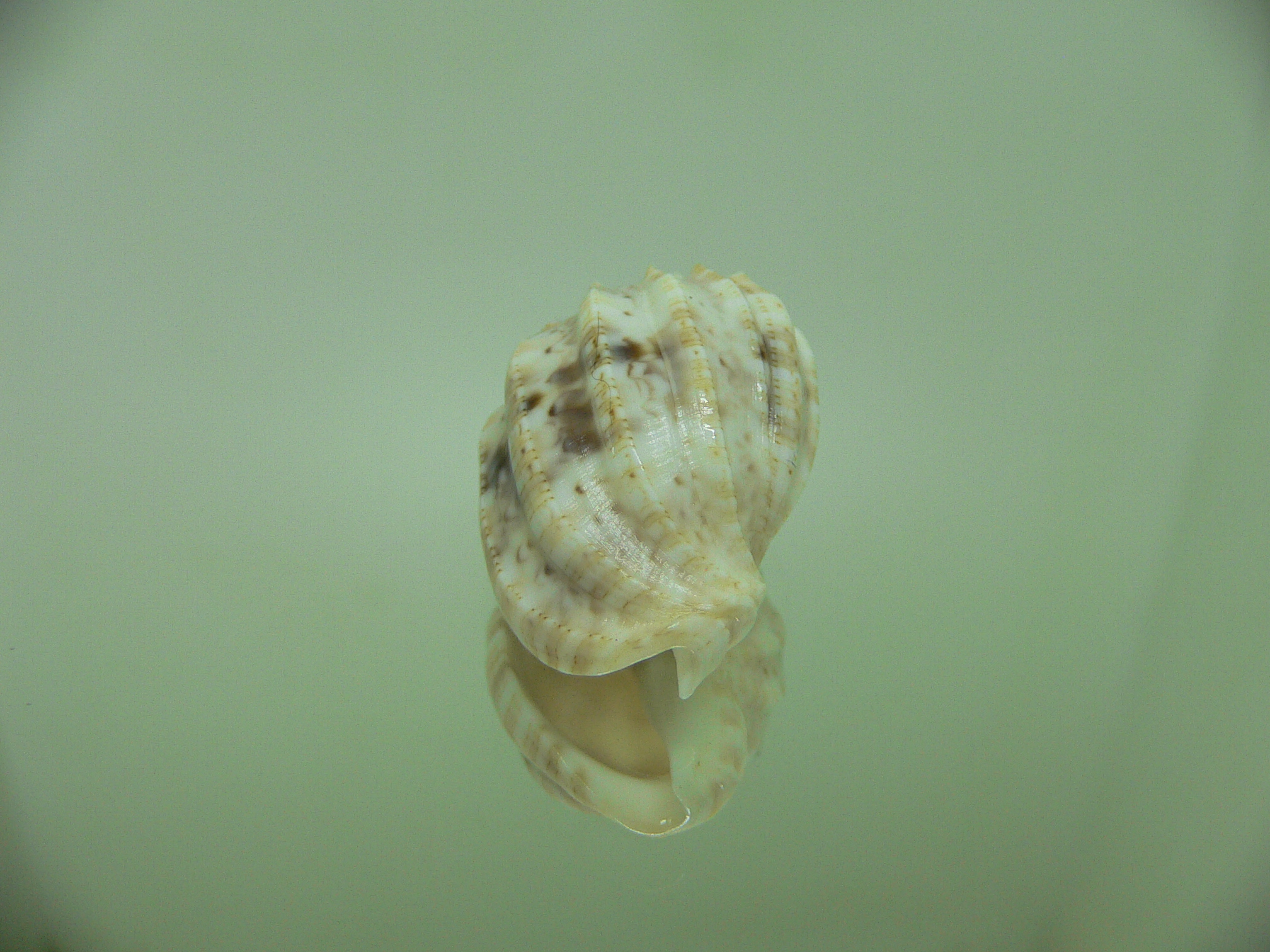 Harpa amouretta crassa (var.) ALBINO DWARF