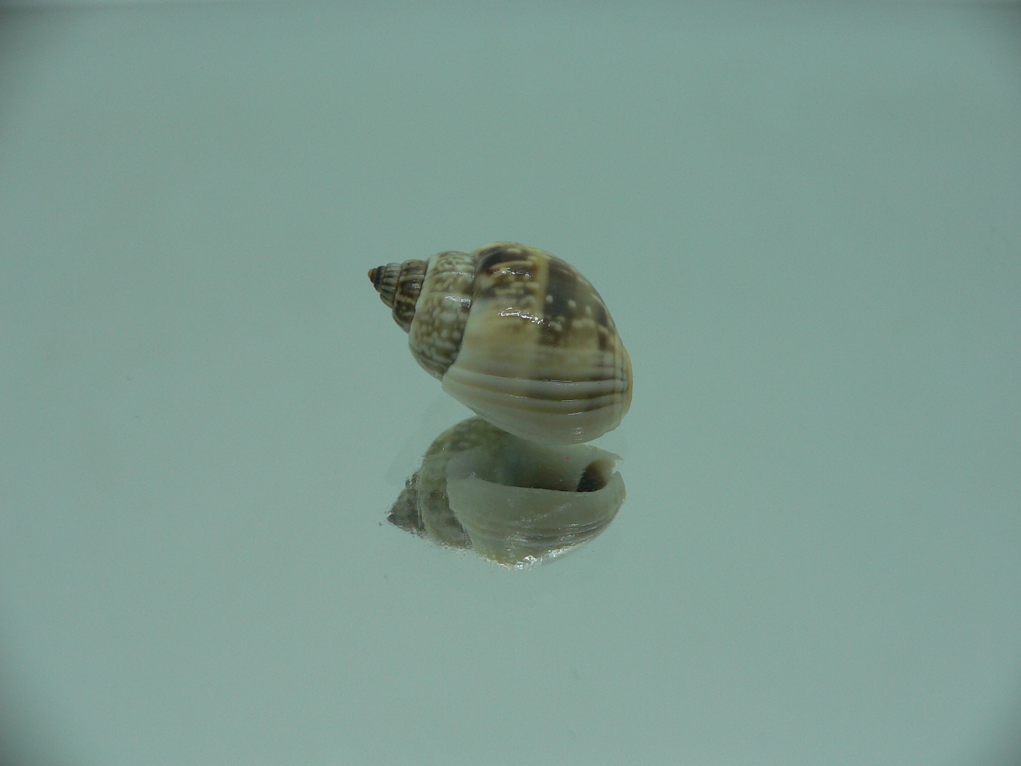 Nassarius graphiterus DARK COLOR