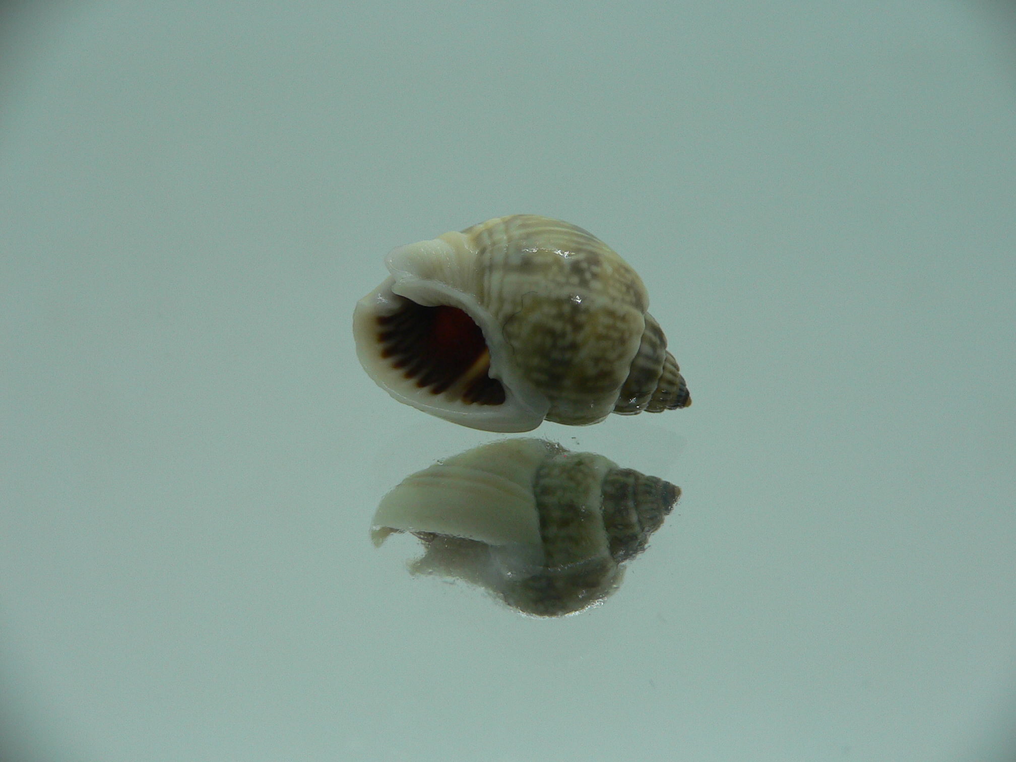 Nassarius graphiterus DARK COLOR