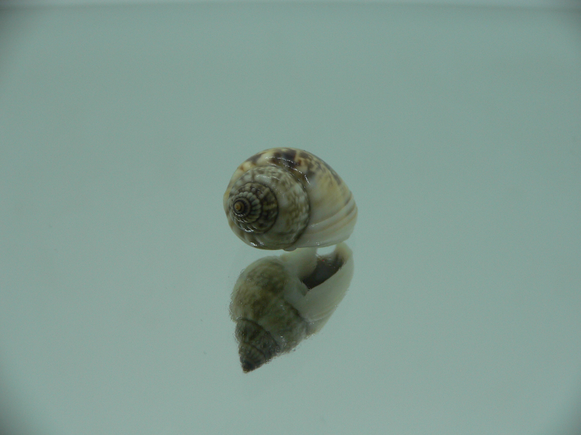 Nassarius graphiterus DARK COLOR