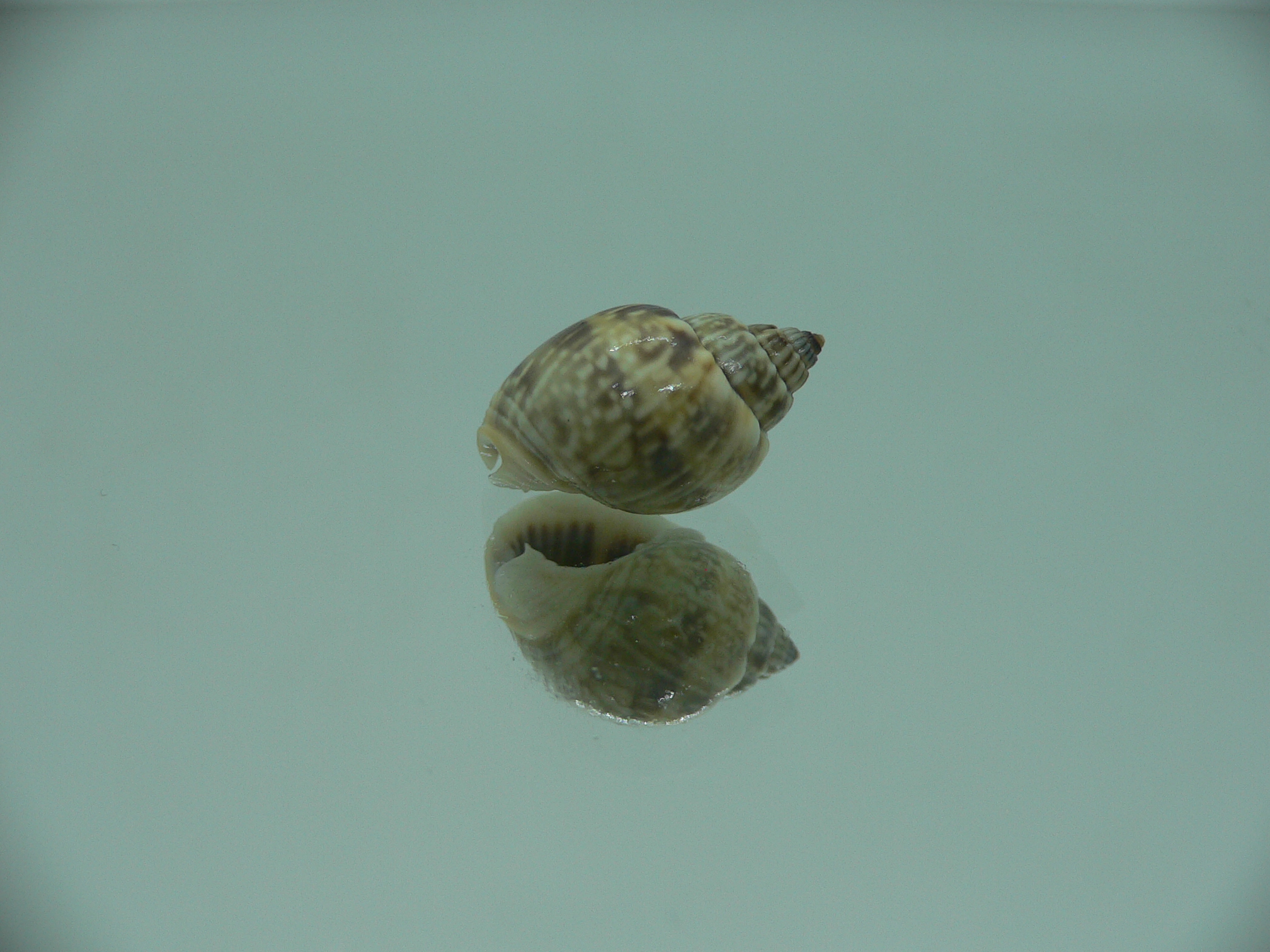 Nassarius graphiterus DARK COLOR