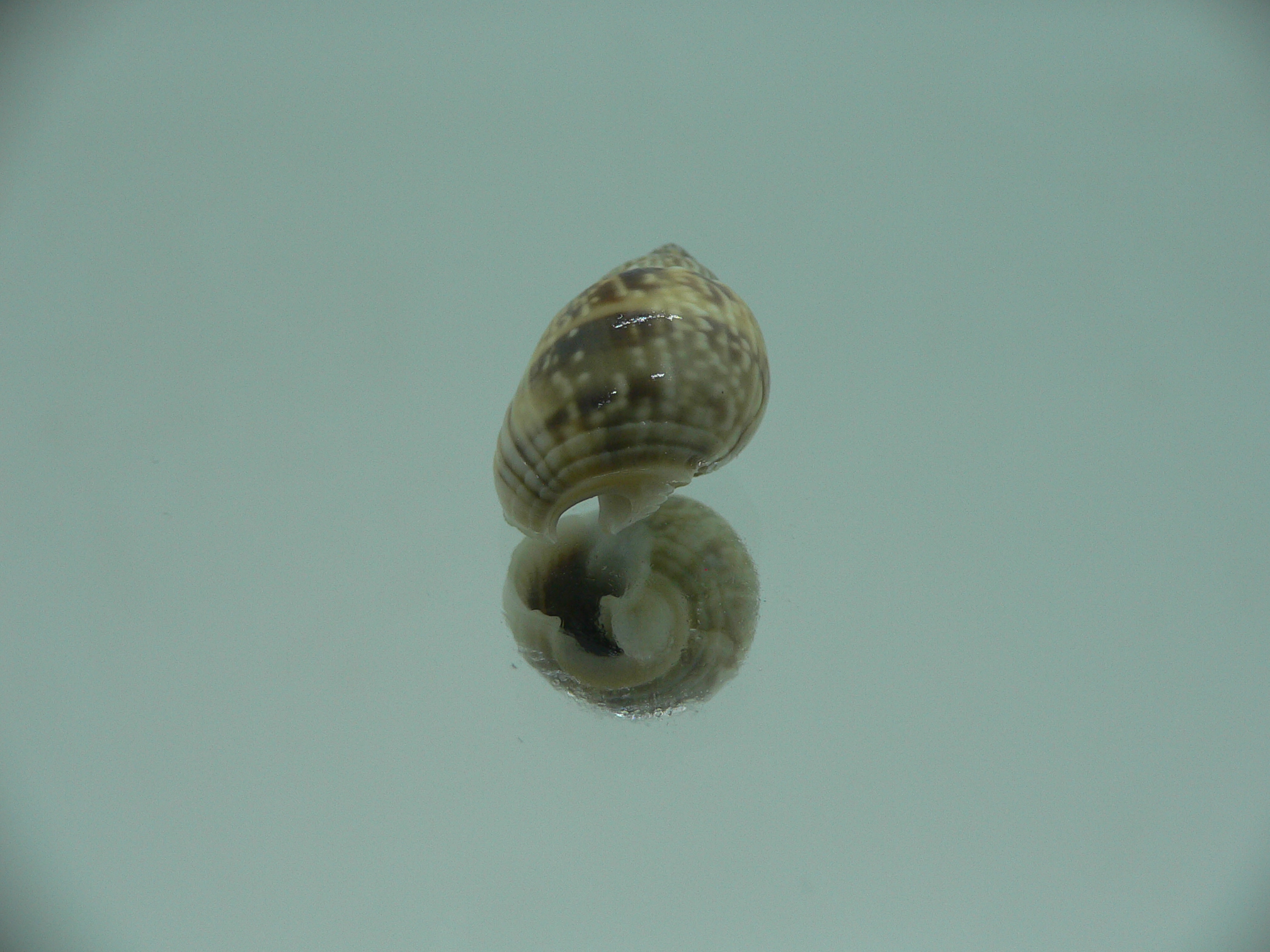 Nassarius graphiterus DARK COLOR