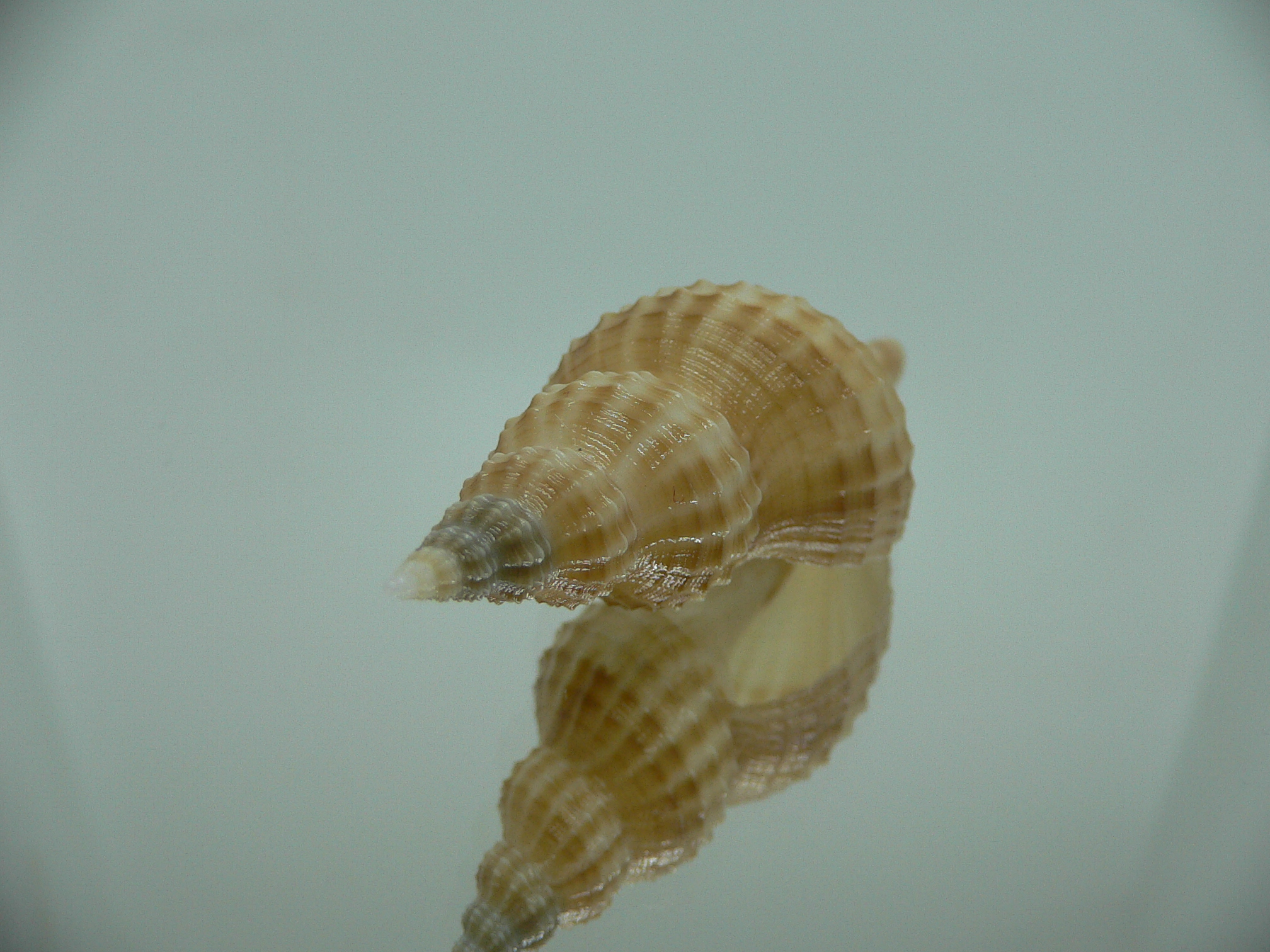 Granulifusus hayashii RELIEF