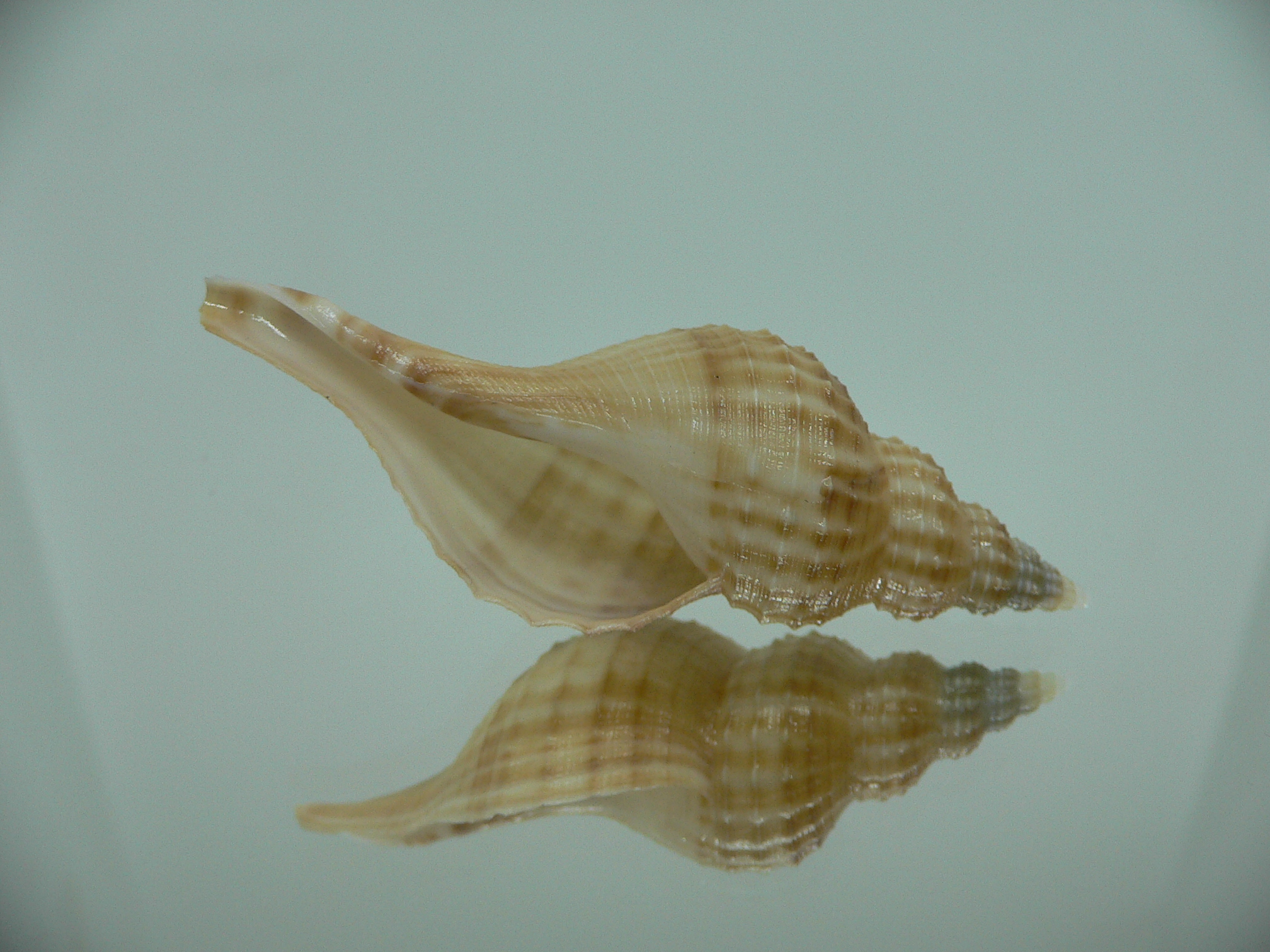 Granulifusus hayashii RELIEF