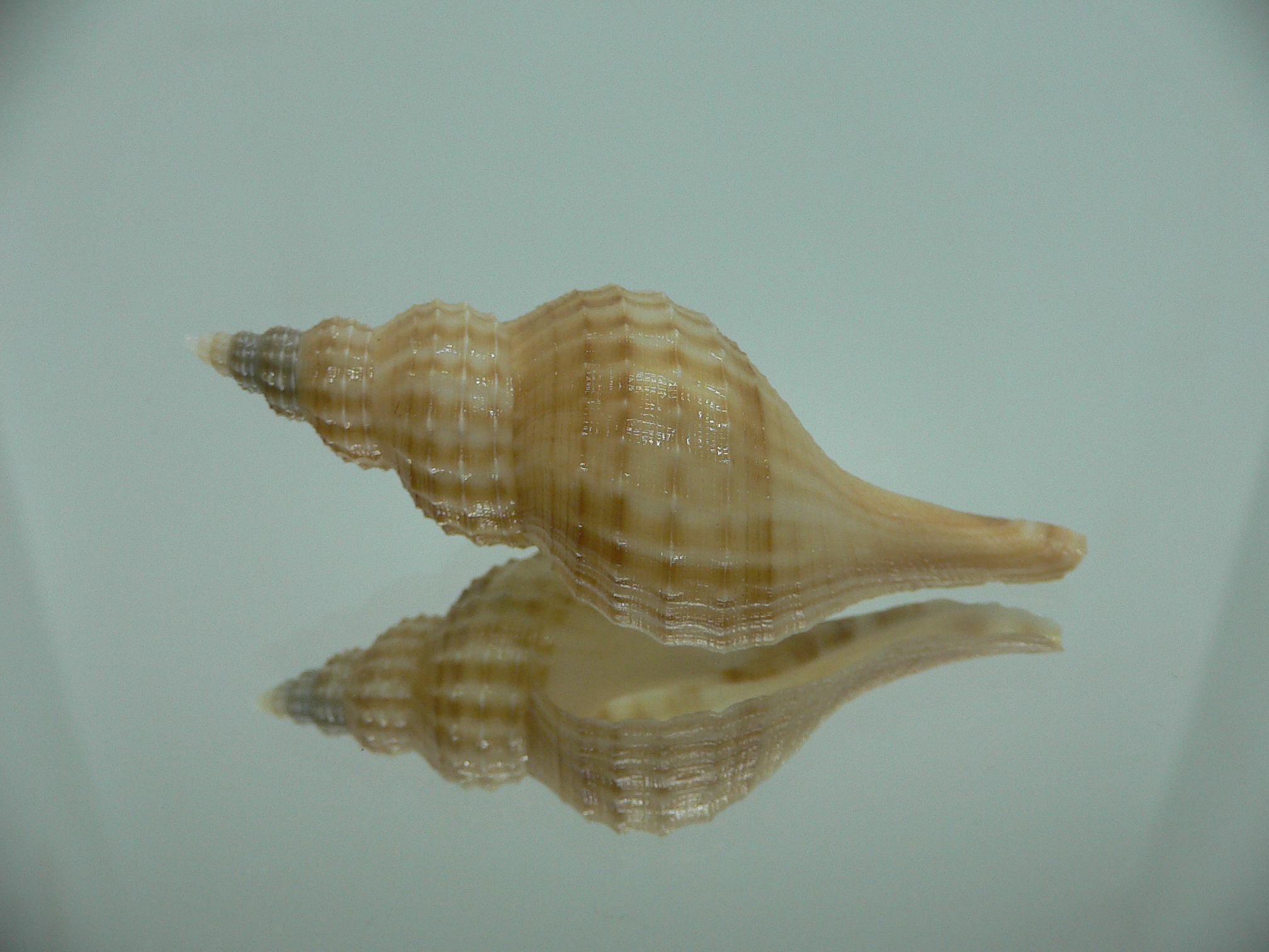 Granulifusus hayashii RELIEF