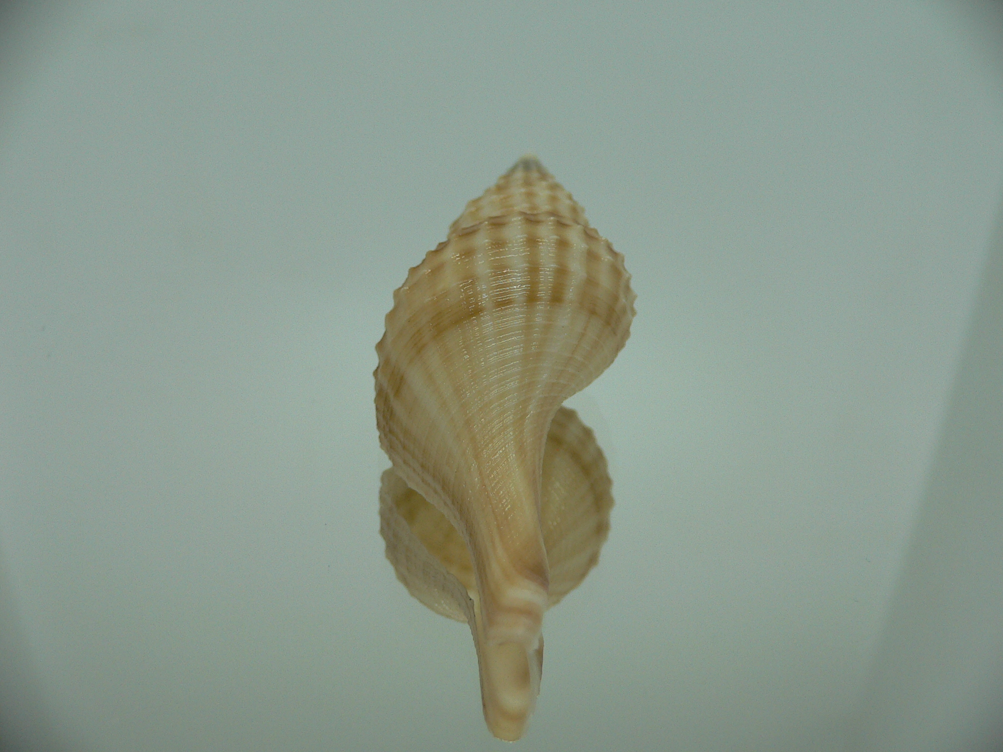 Granulifusus hayashii RELIEF