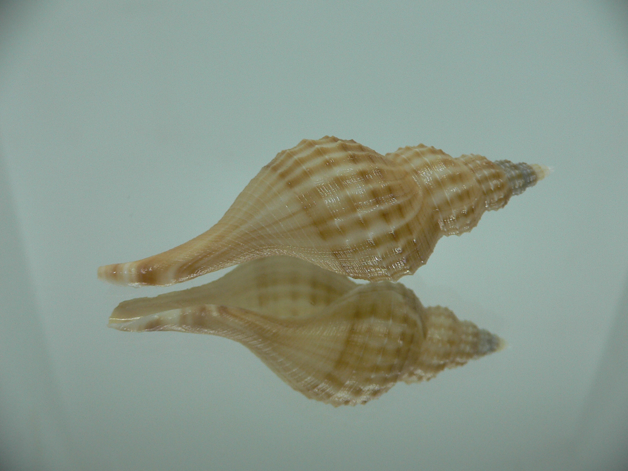 Granulifusus hayashii RELIEF