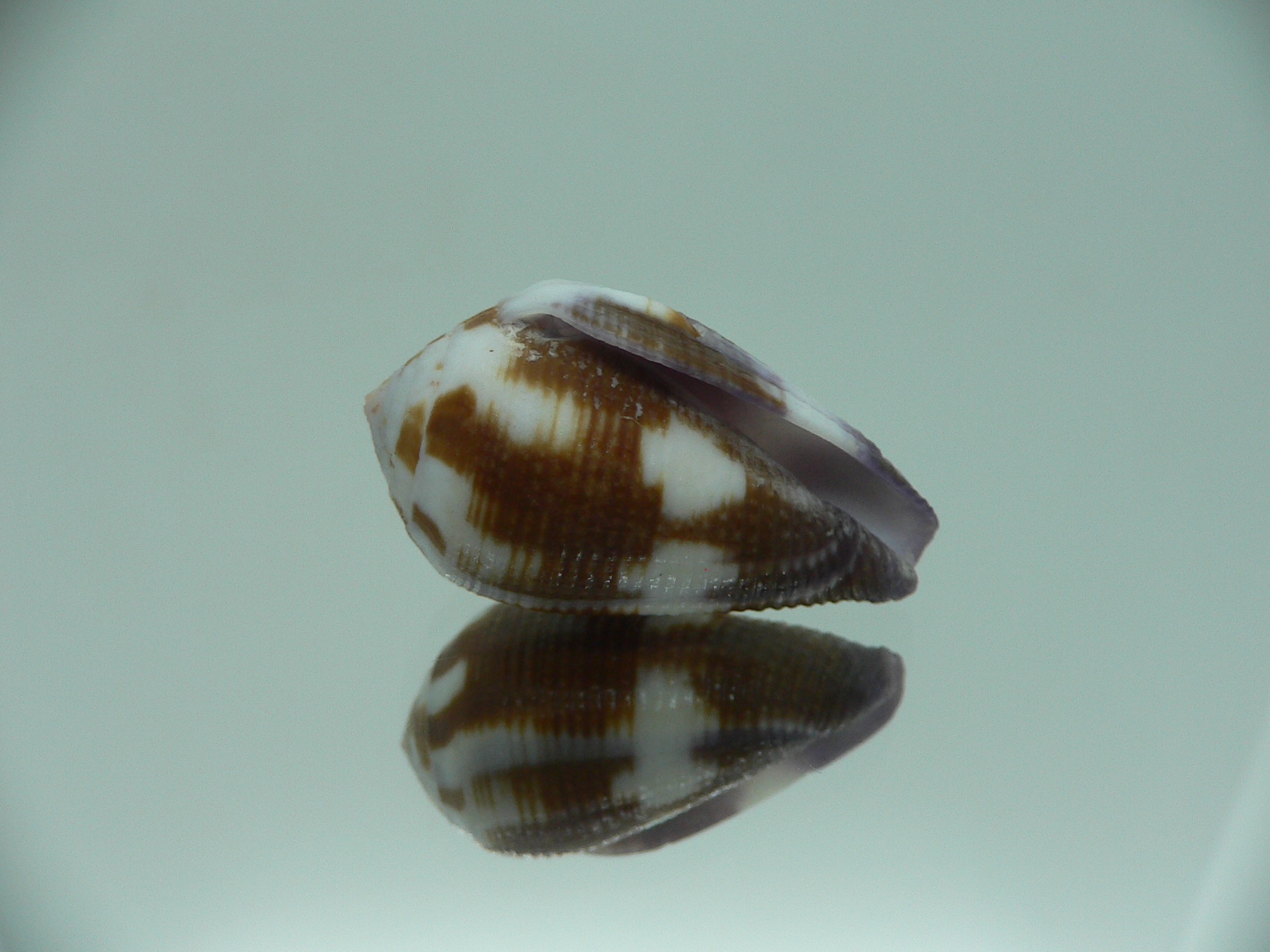 Conus coffeae RARE