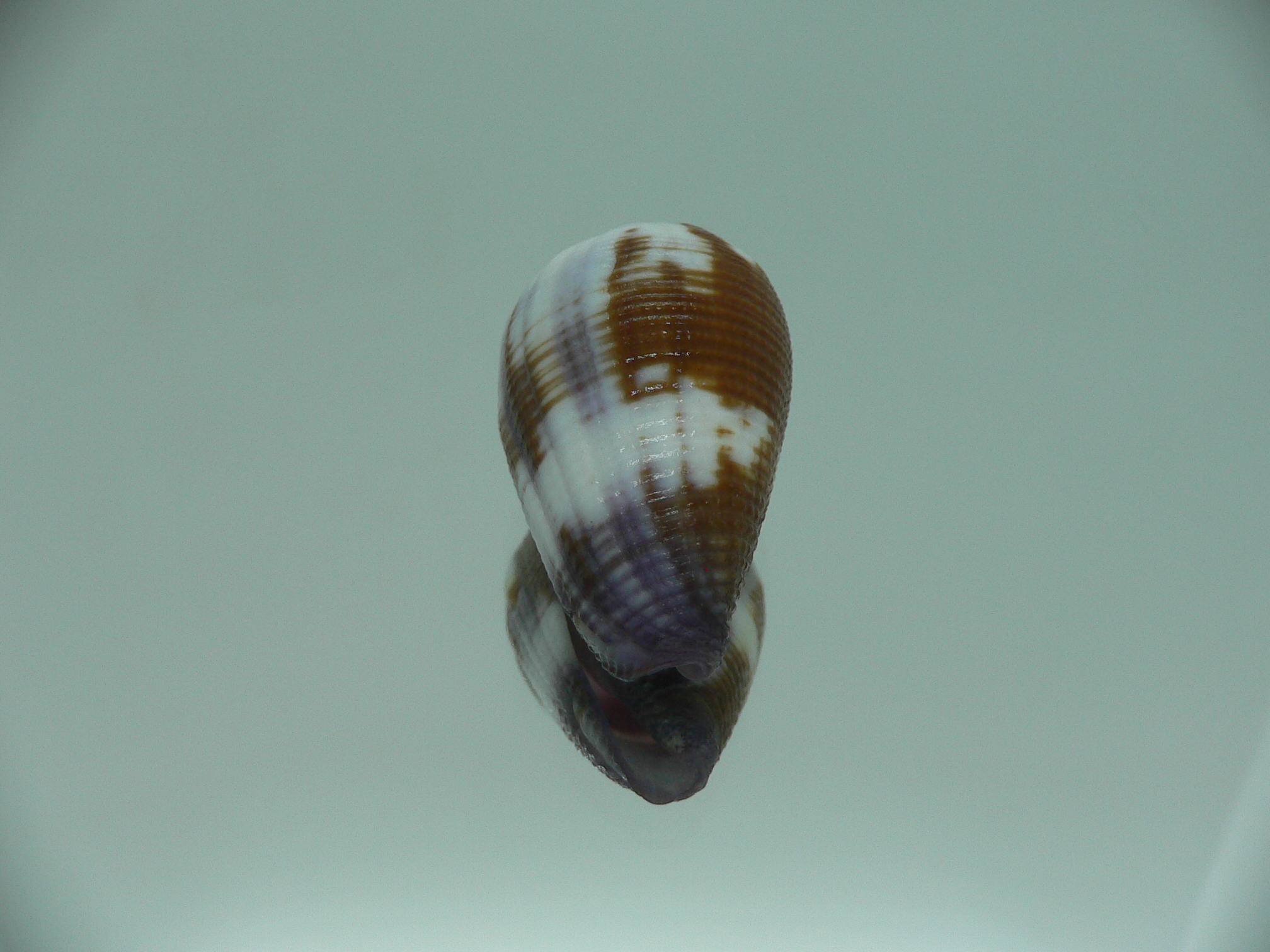 Conus coffeae RARE