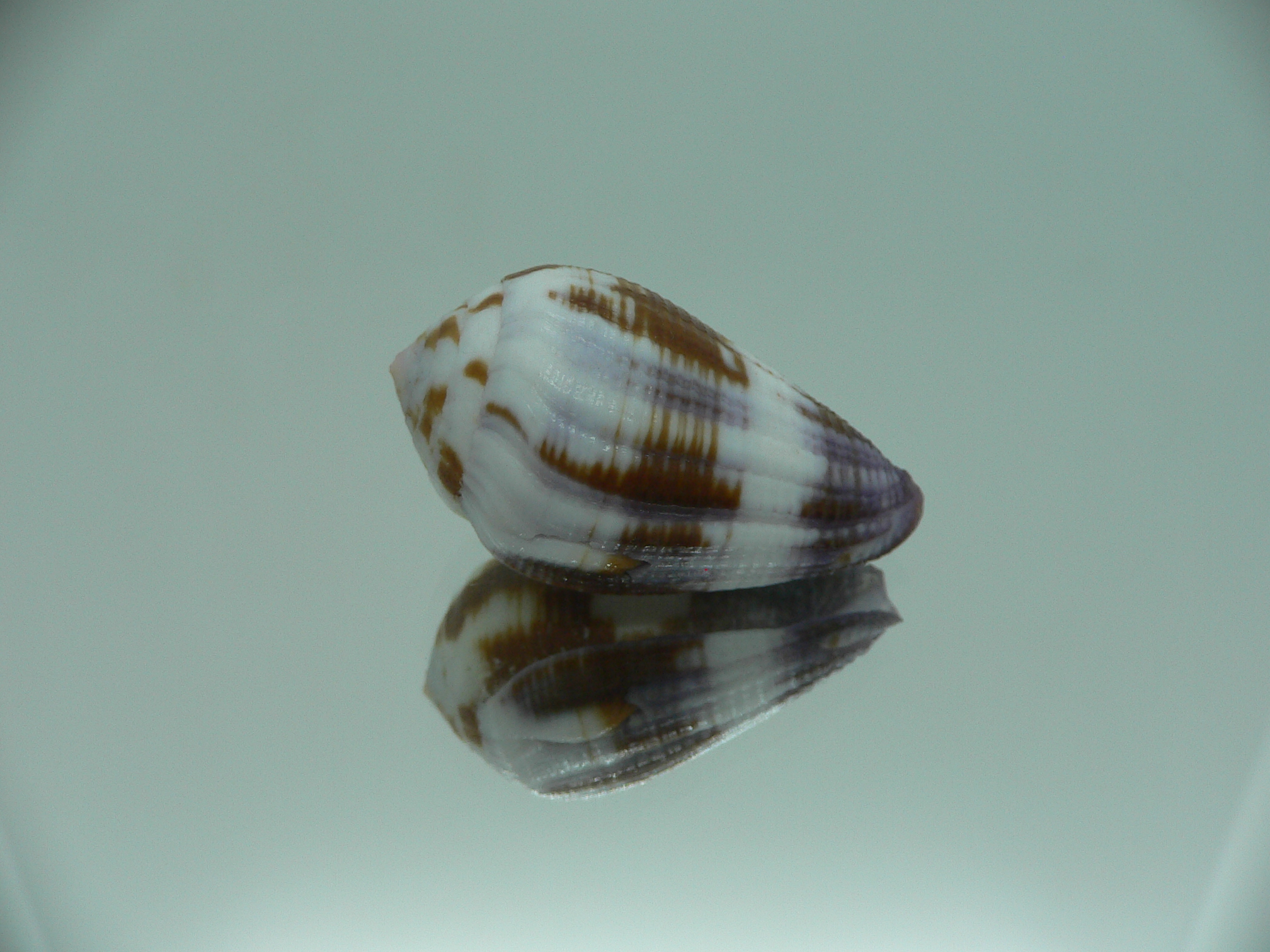 Conus coffeae RARE