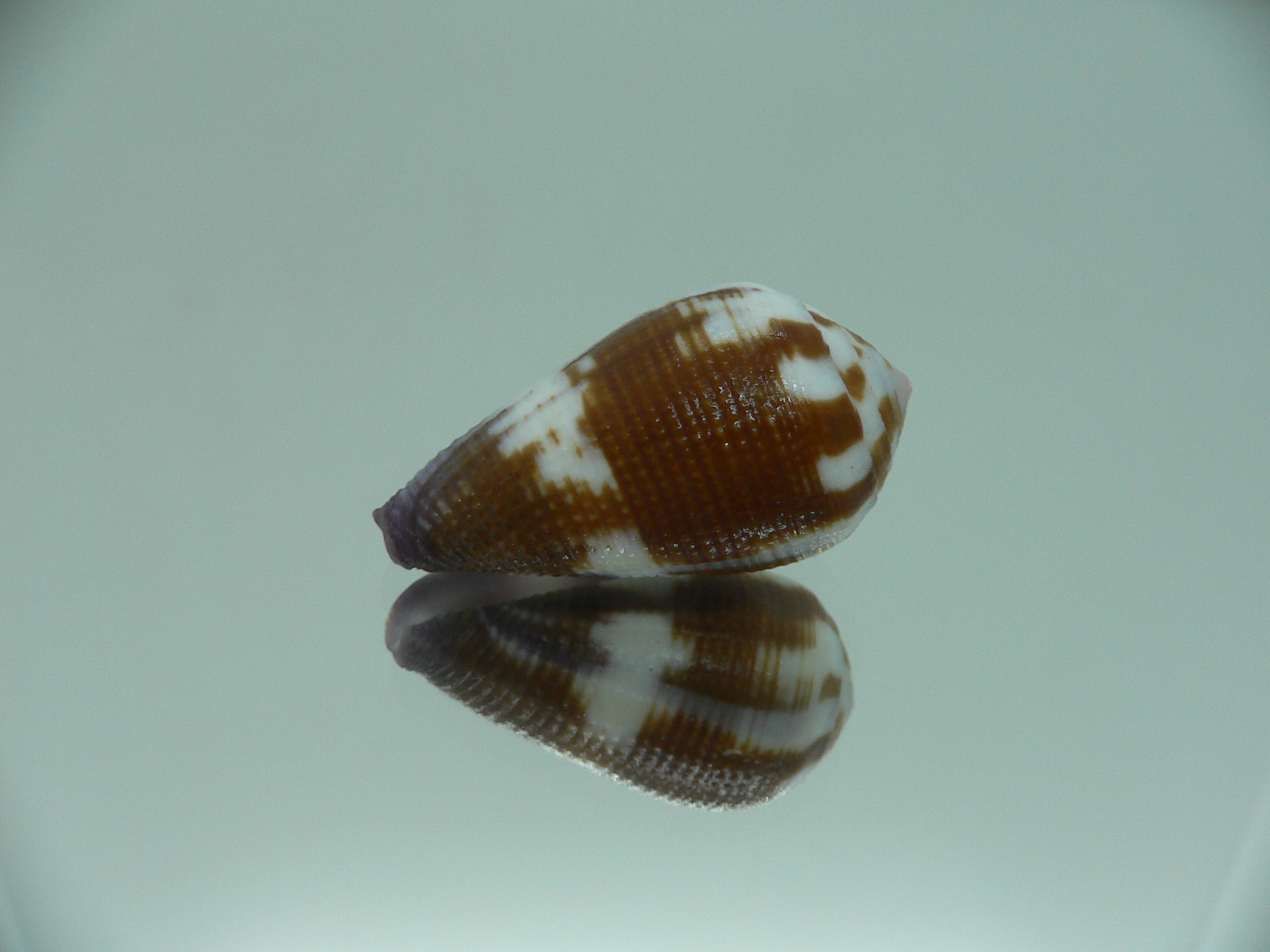 Conus coffeae RARE