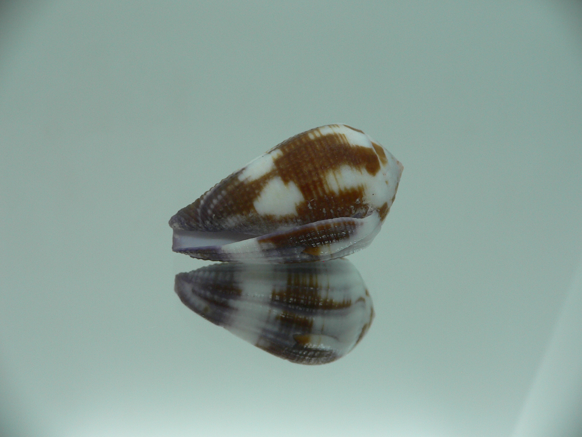 Conus coffeae RARE