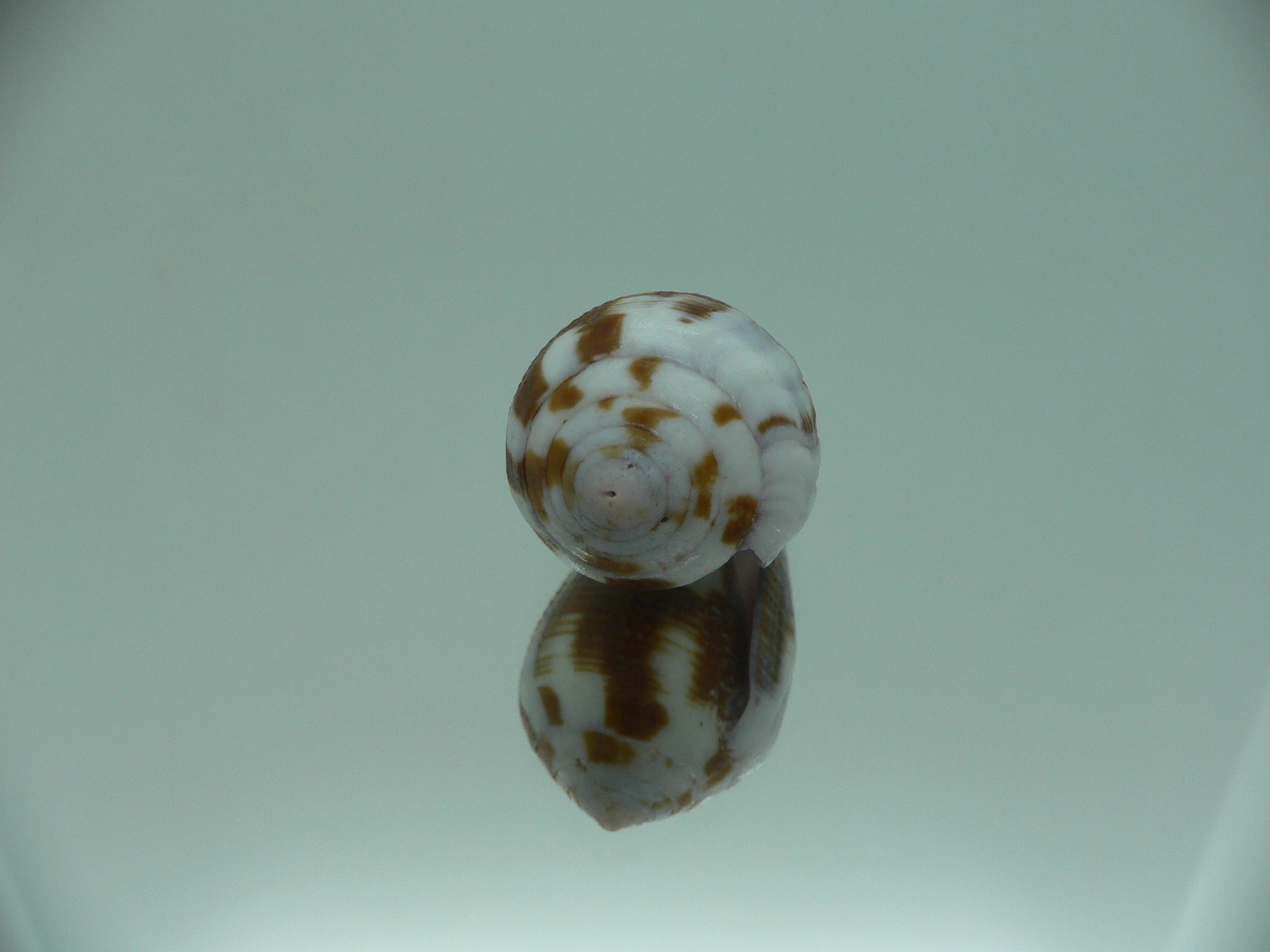 Conus coffeae RARE