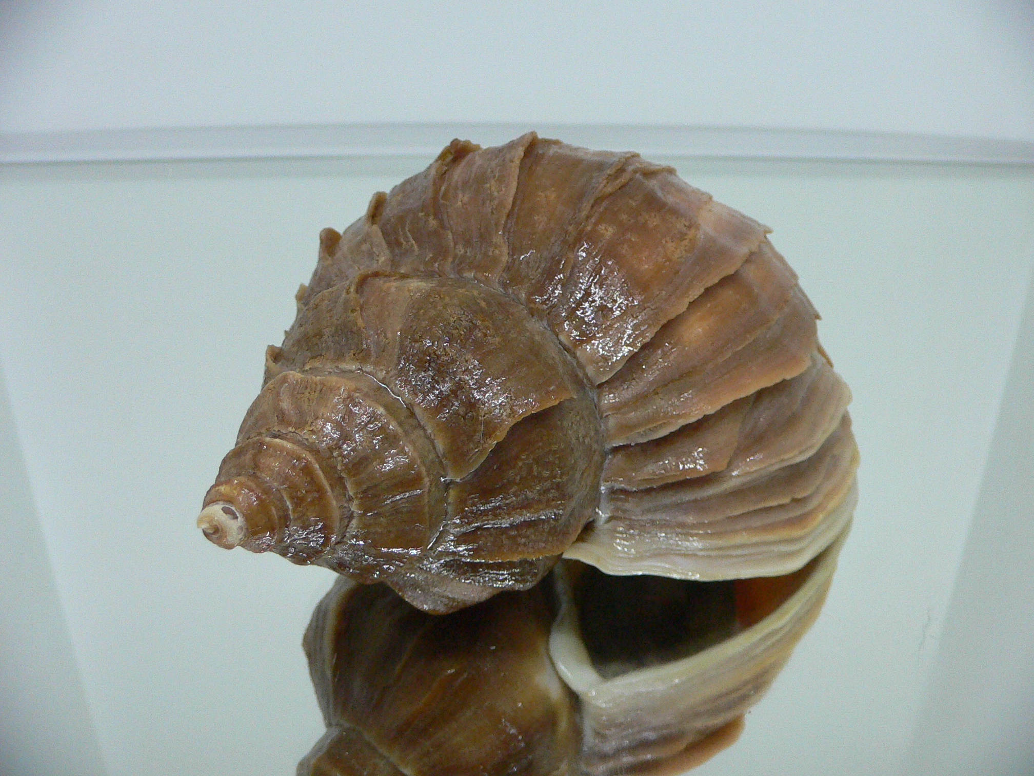 Neptunea polycostata aino CLASSIC & HEAVY
