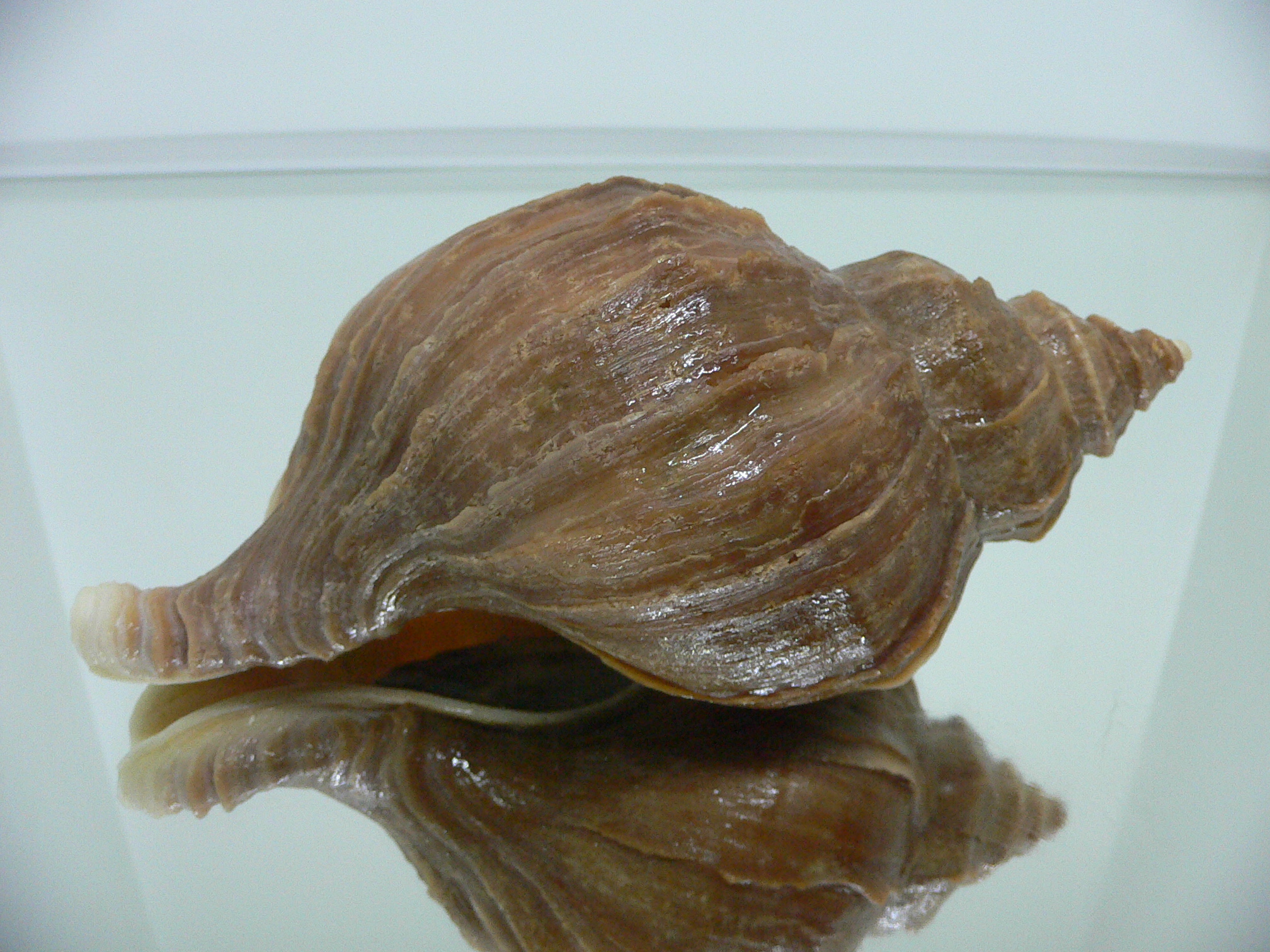 Neptunea polycostata aino CLASSIC & HEAVY