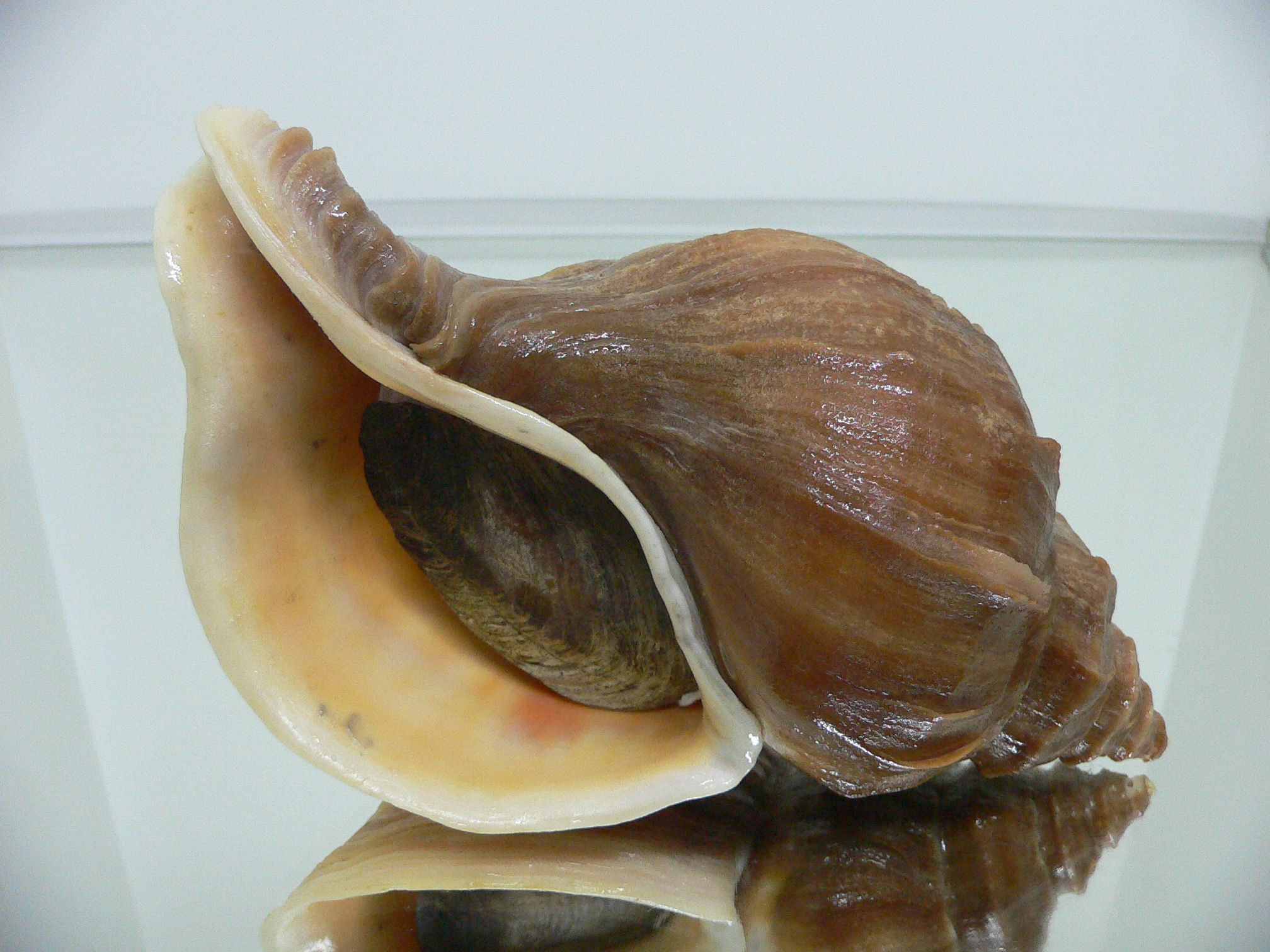 Neptunea polycostata aino CLASSIC & HEAVY