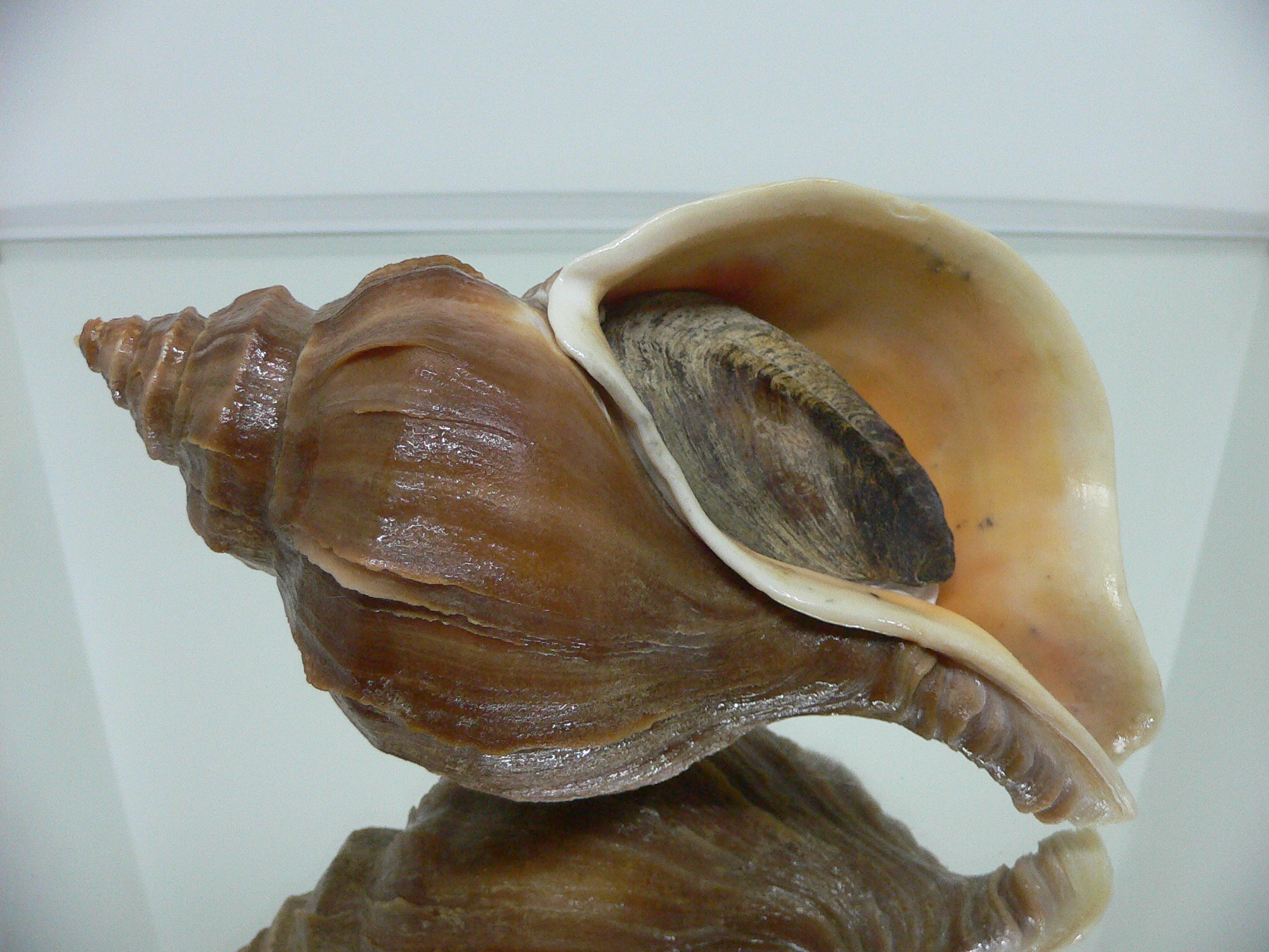 Neptunea polycostata aino CLASSIC & HEAVY