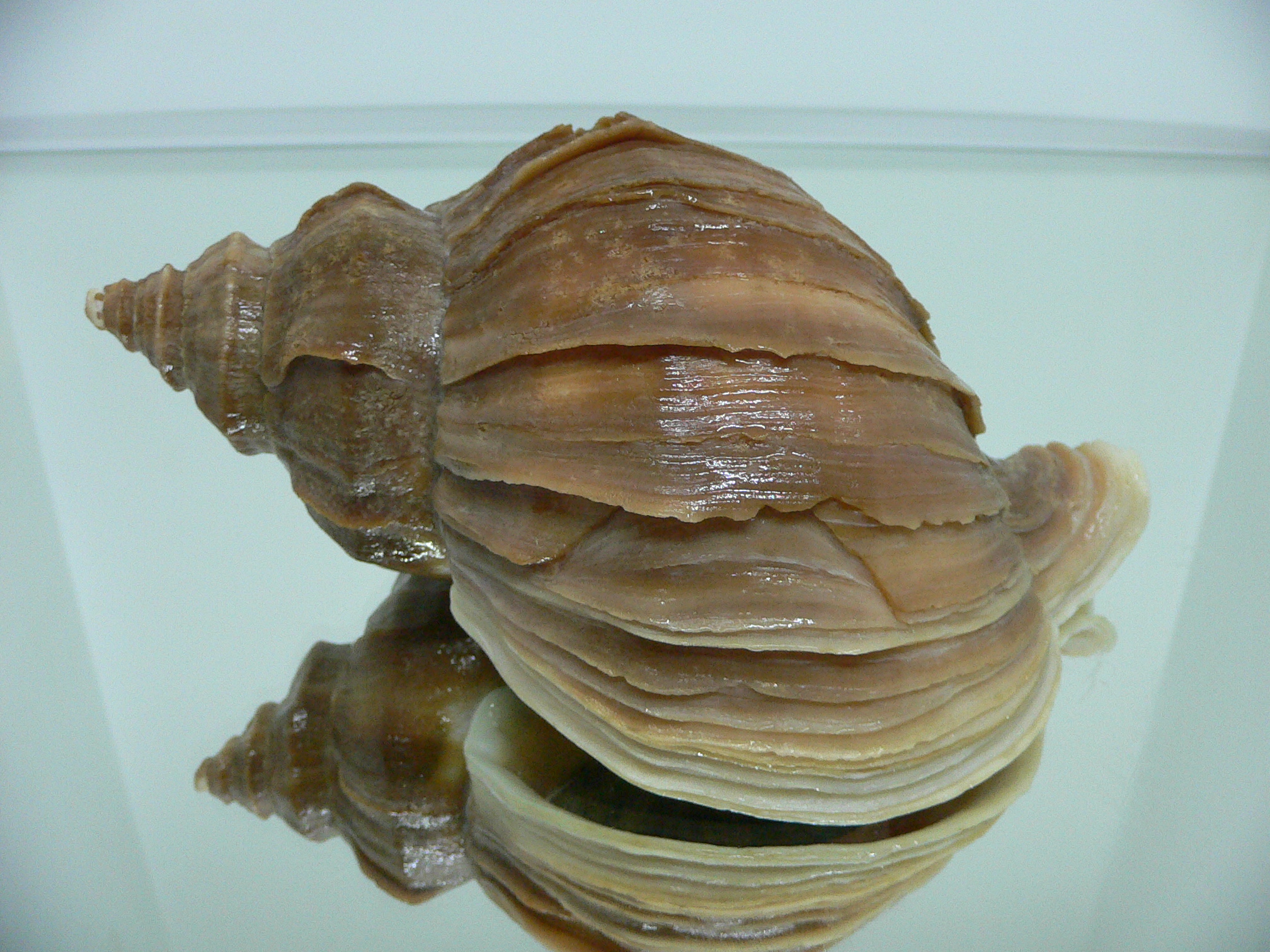Neptunea polycostata aino CLASSIC & HEAVY