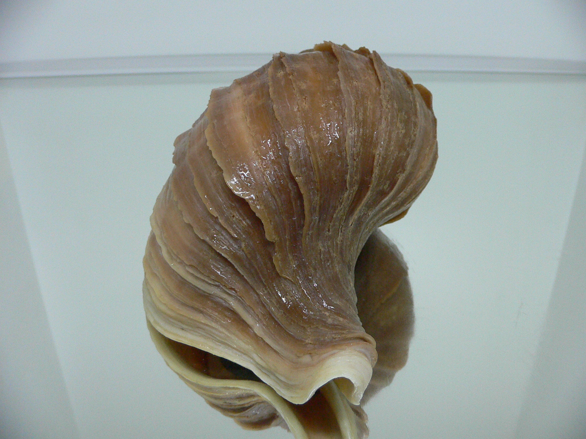 Neptunea polycostata aino CLASSIC & HEAVY