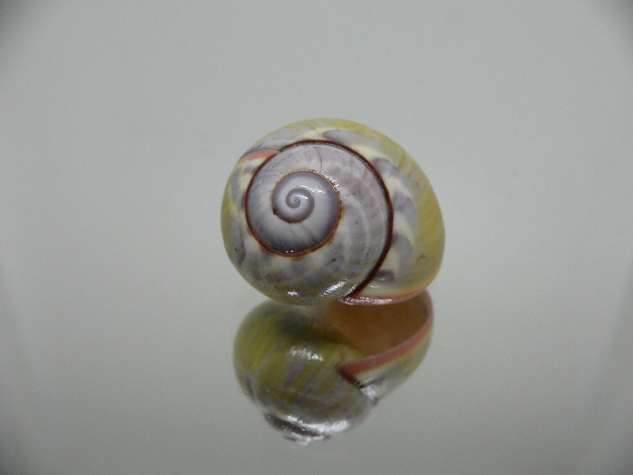 Polymita picta sulphurosa viridis RARE