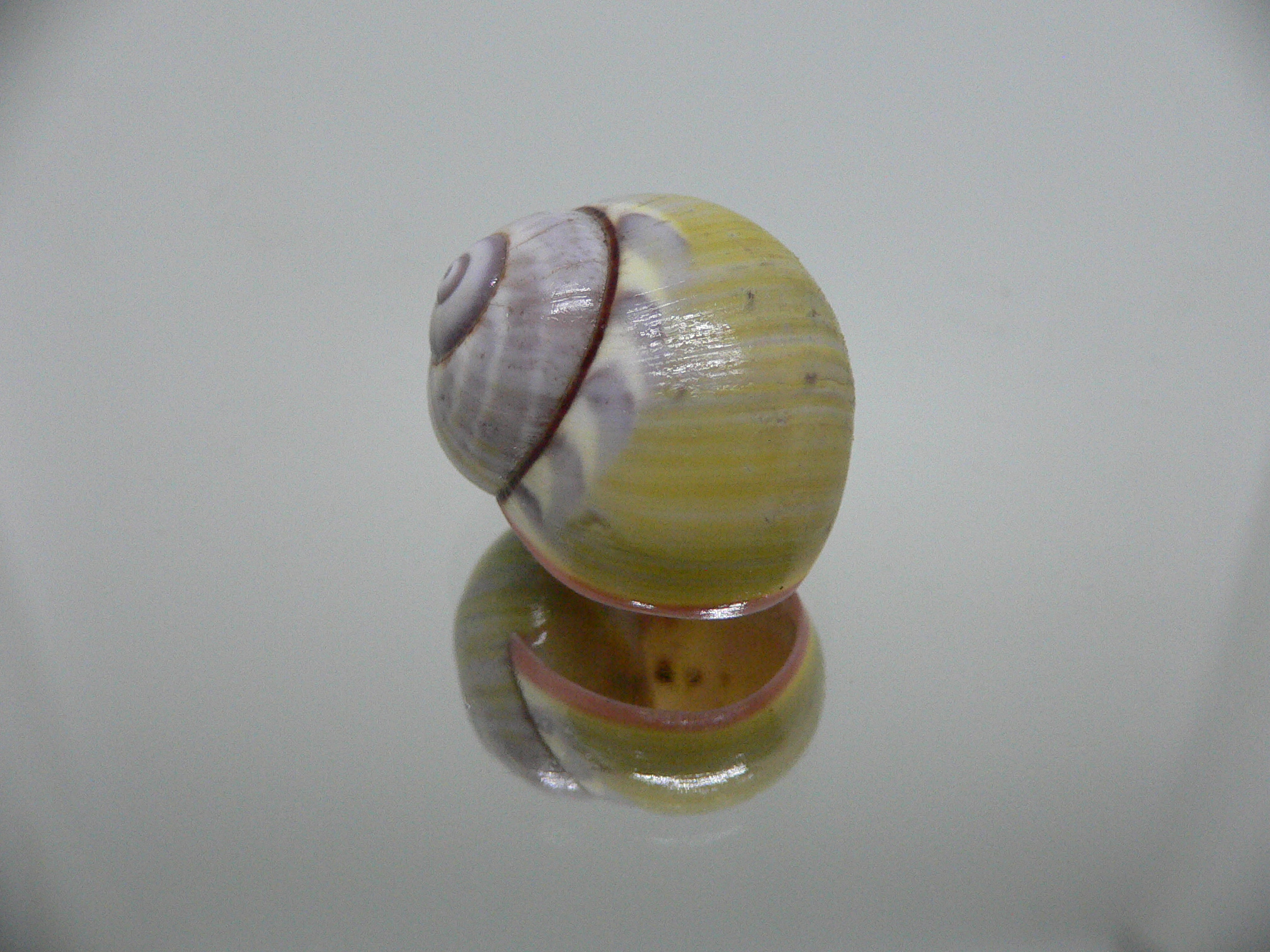 Polymita picta sulphurosa viridis RARE