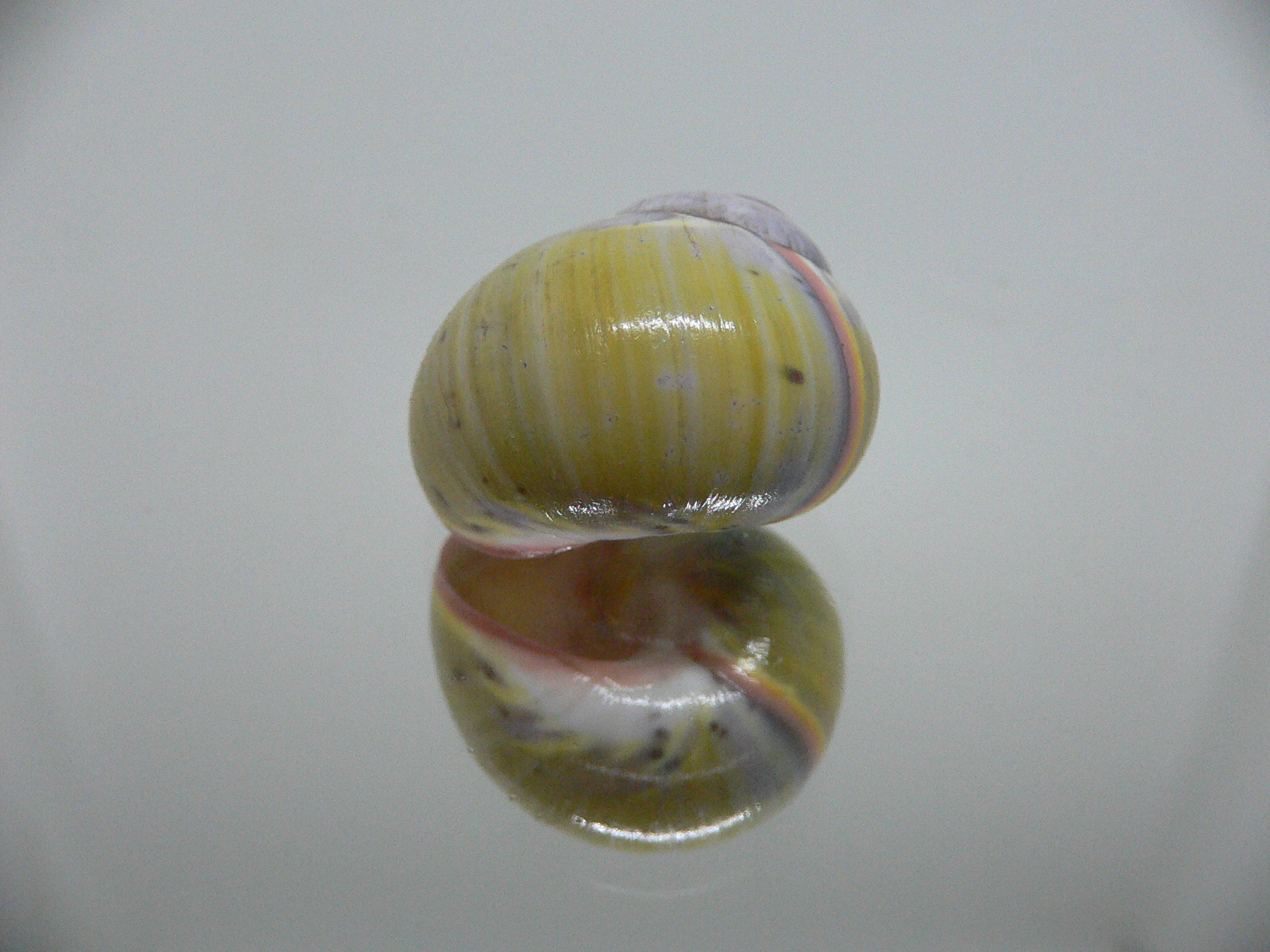 Polymita picta sulphurosa viridis RARE