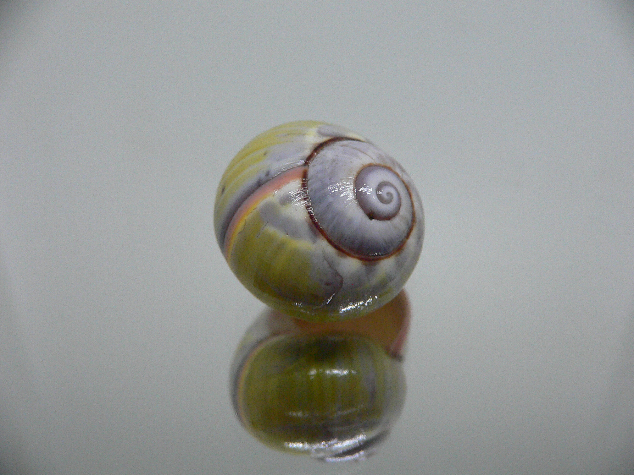 Polymita picta sulphurosa viridis RARE