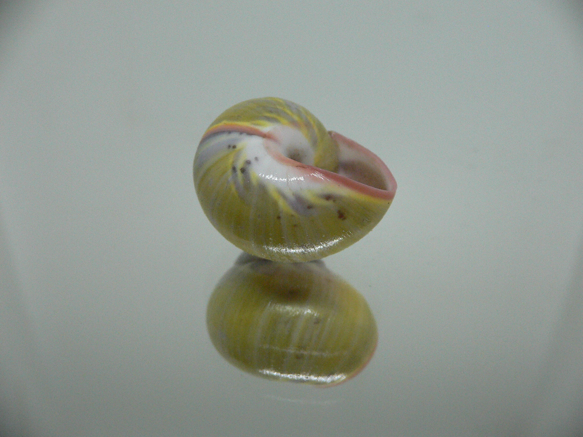 Polymita picta sulphurosa viridis RARE