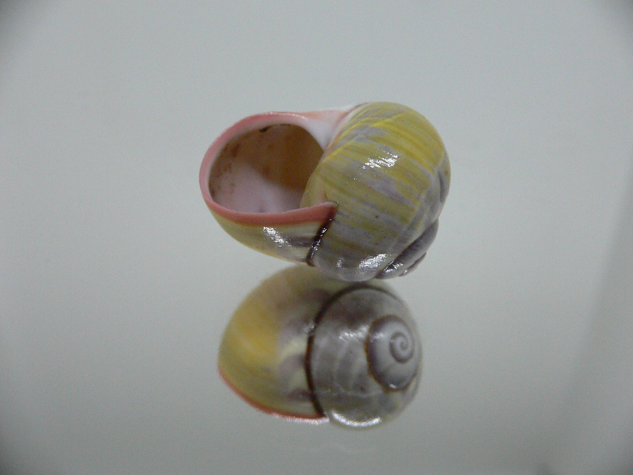 Polymita picta sulphurosa viridis RARE