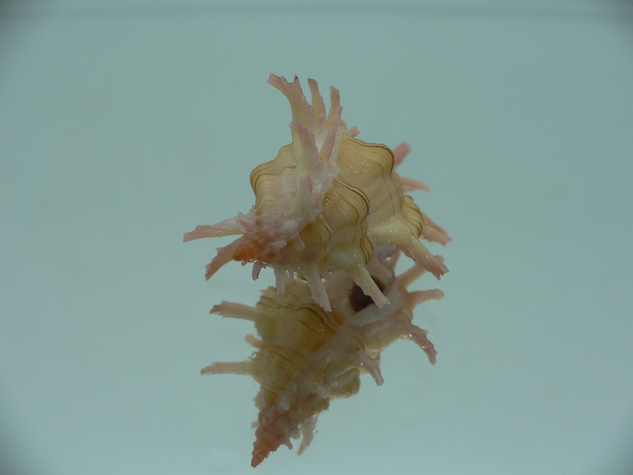 Chicoreus aculeatus LIGHT