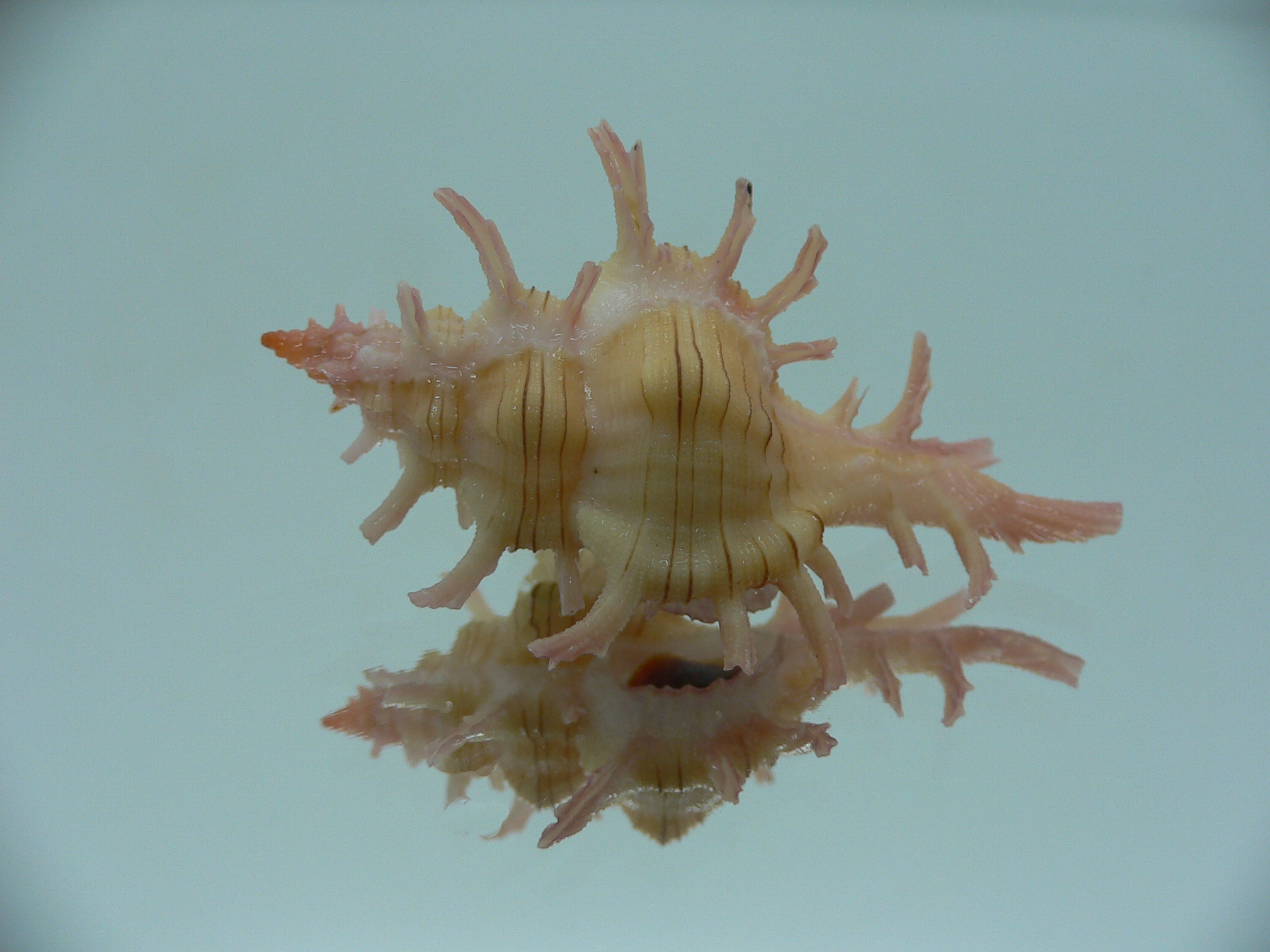 Chicoreus aculeatus LIGHT