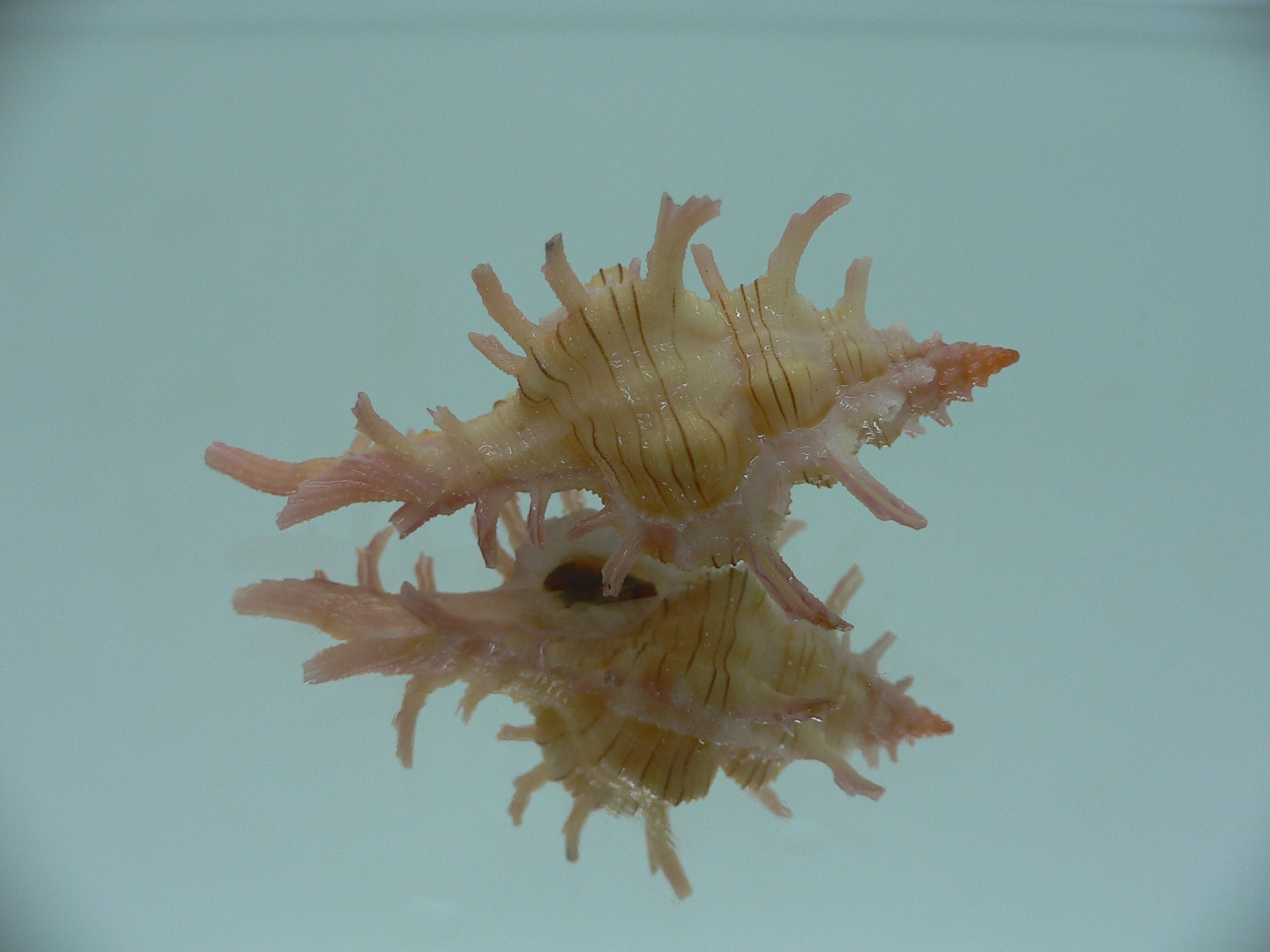 Chicoreus aculeatus LIGHT