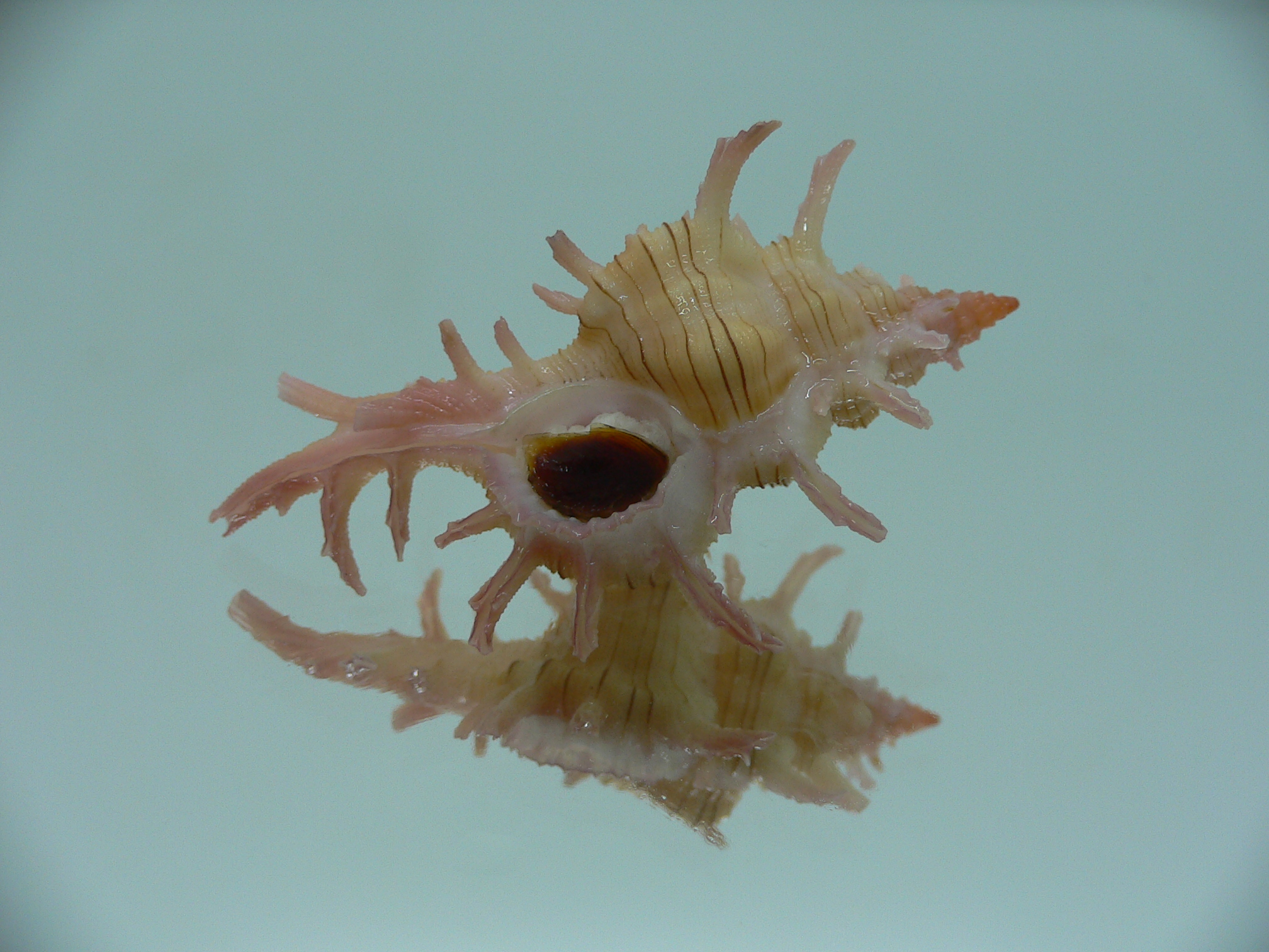 Chicoreus aculeatus LIGHT