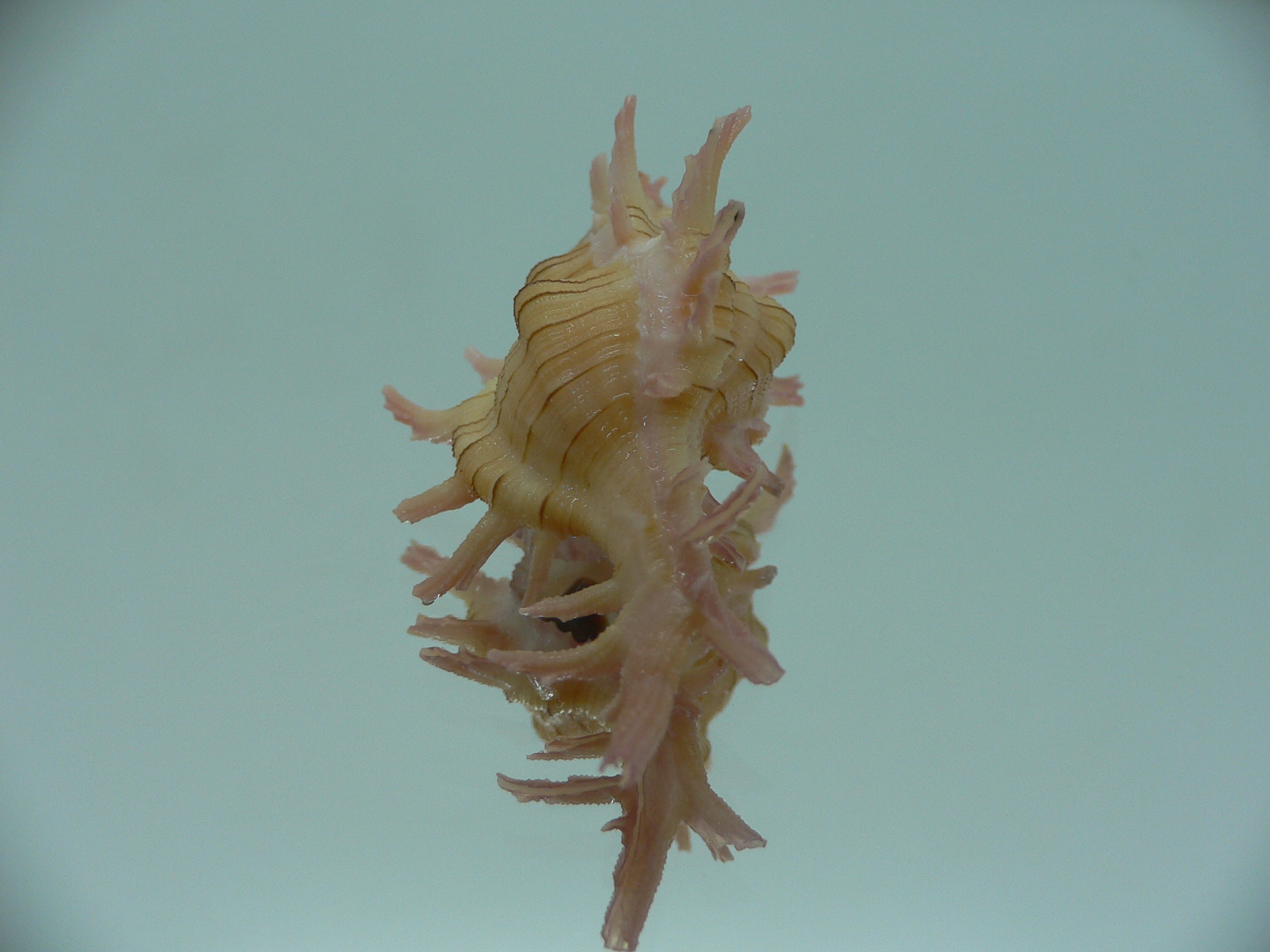 Chicoreus aculeatus LIGHT