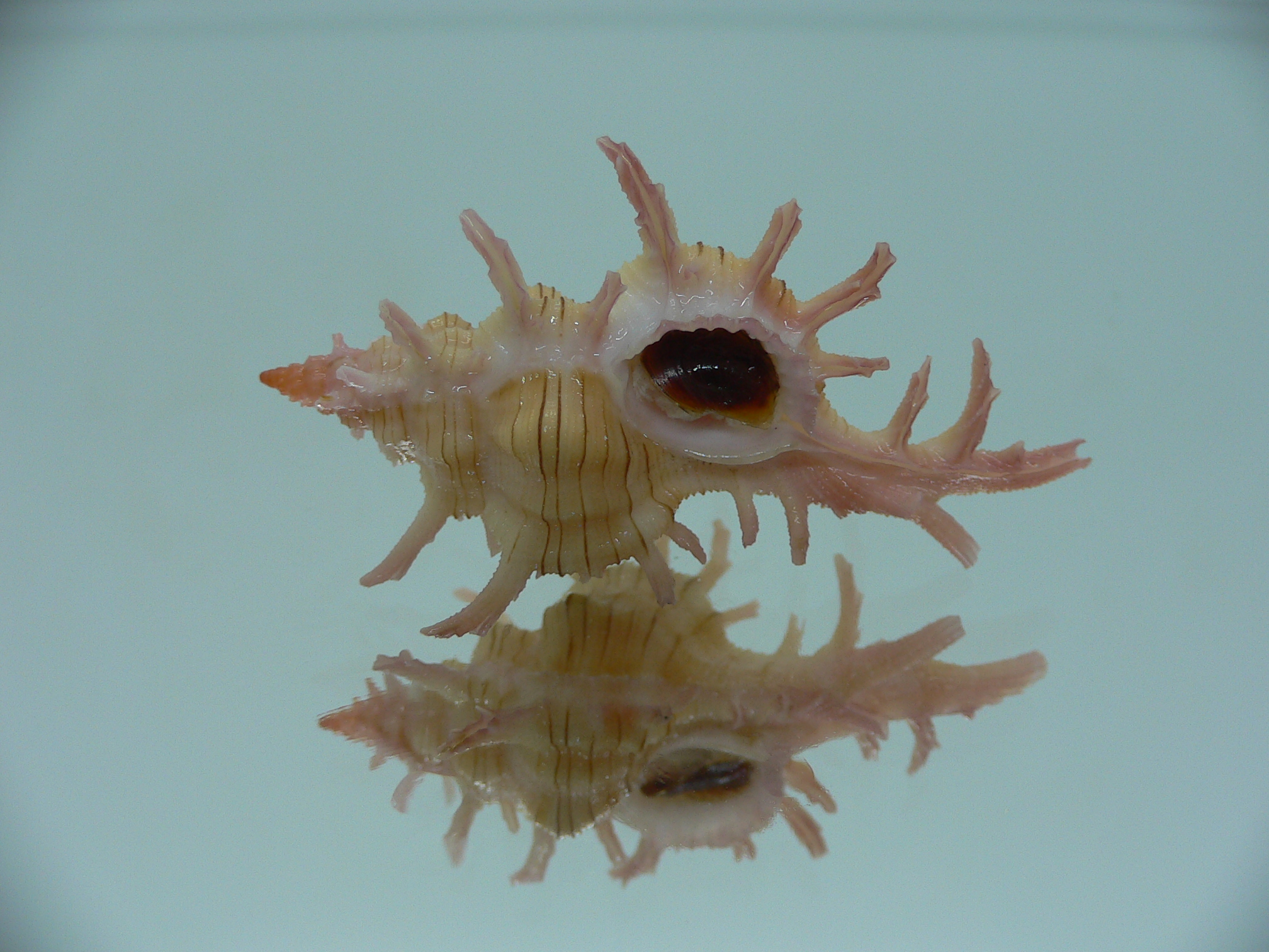 Chicoreus aculeatus LIGHT