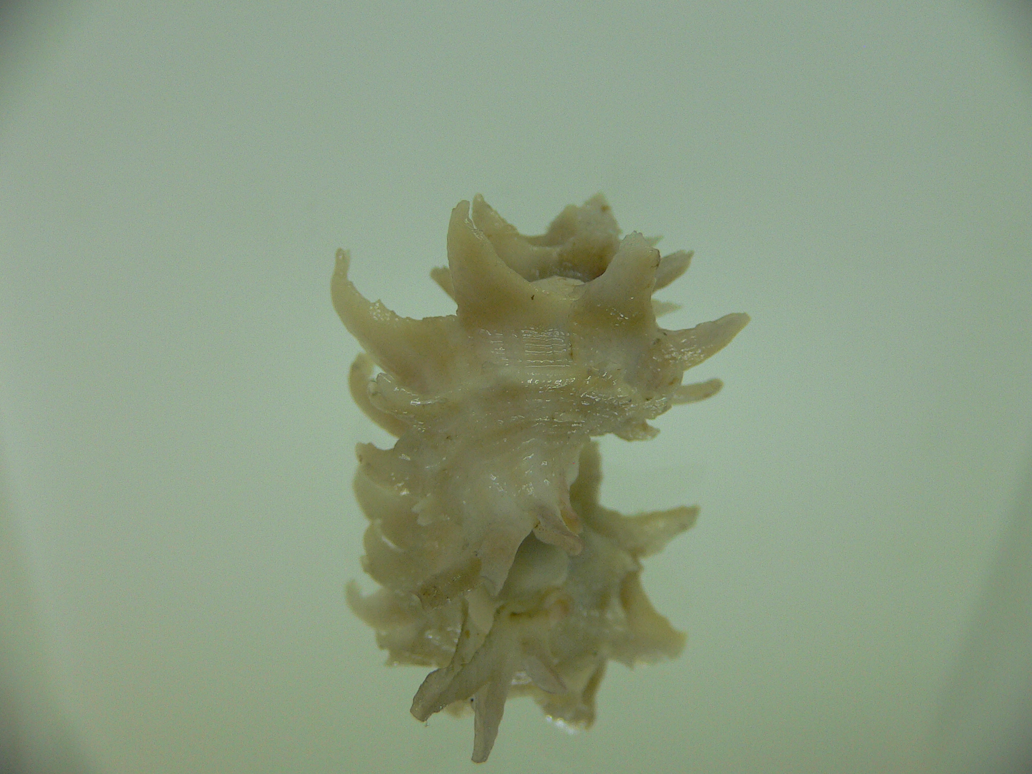 Babelomurex spinosus JAPAN FORM
