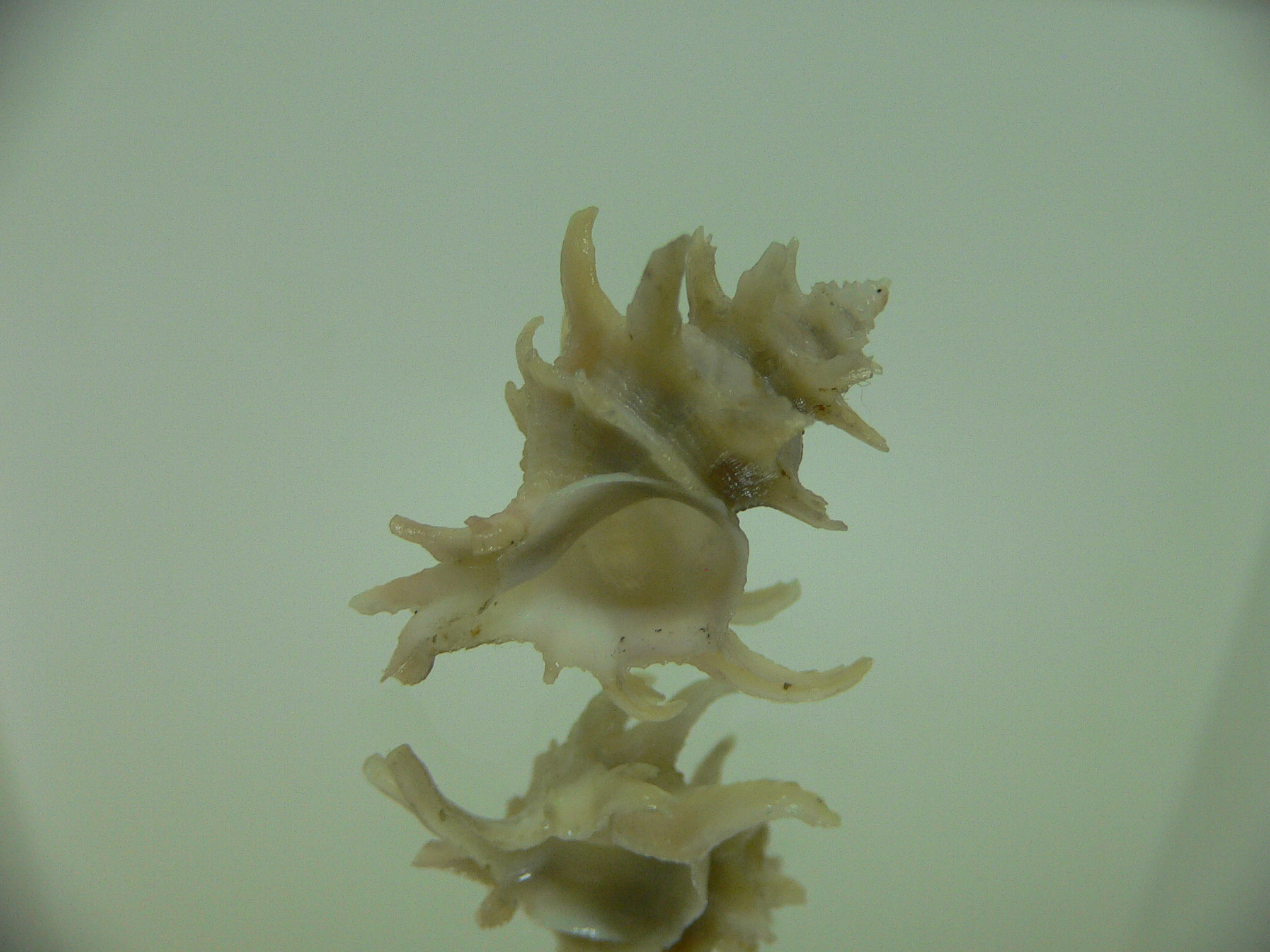 Babelomurex spinosus JAPAN FORM