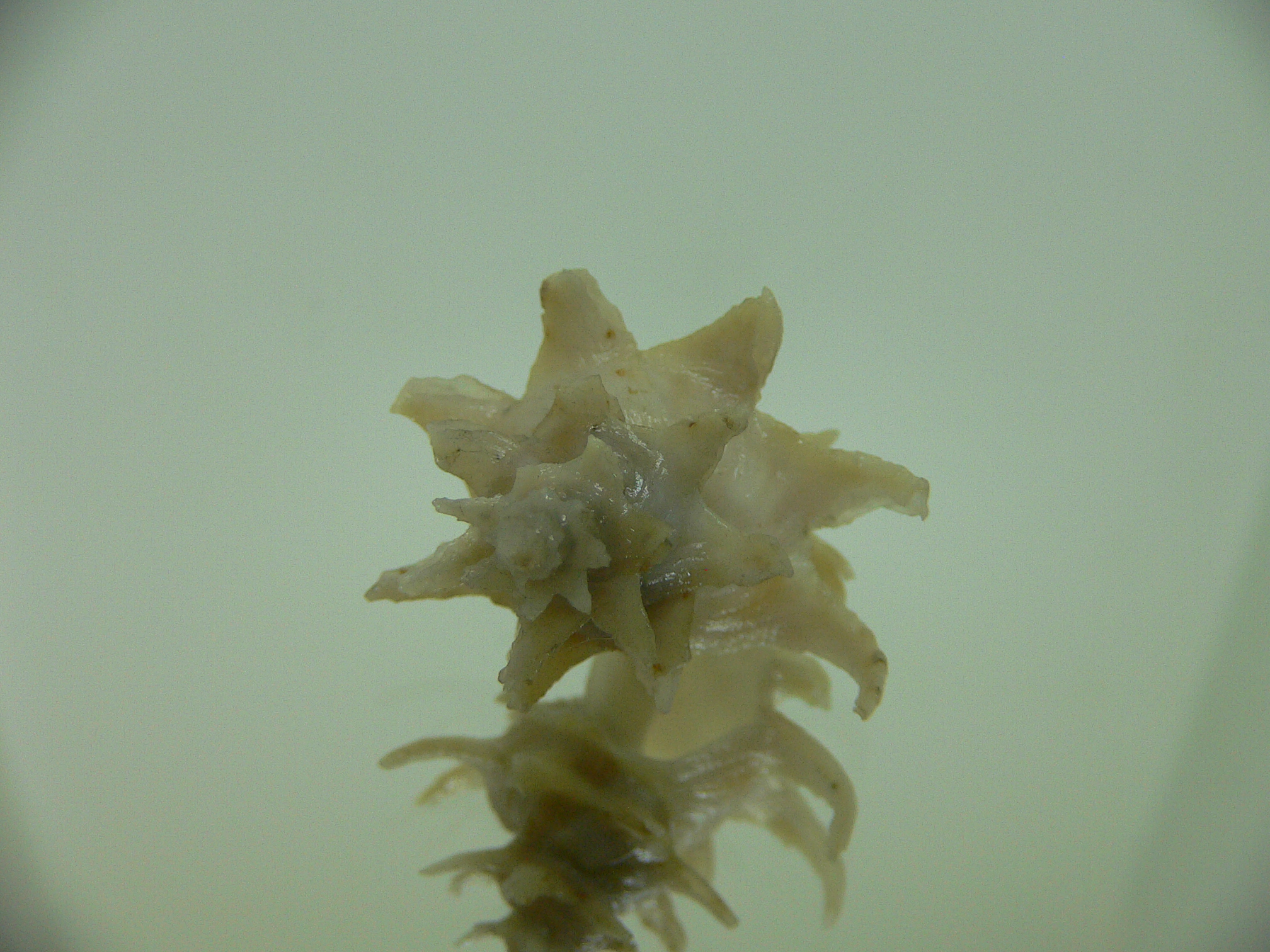 Babelomurex spinosus JAPAN FORM